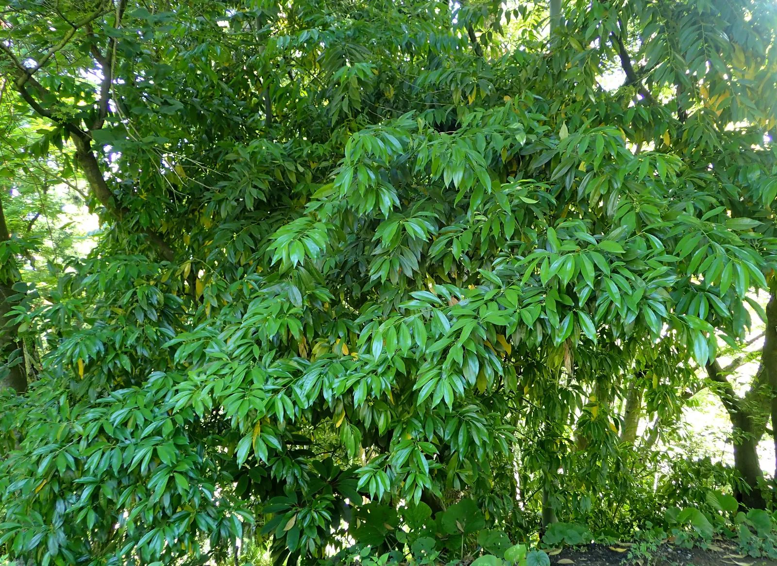 Laurel Leaf Snail Seed (Cocculus Laurifolius) — evergreen shrub that offers a refreshing touch of greenery to any landscape design