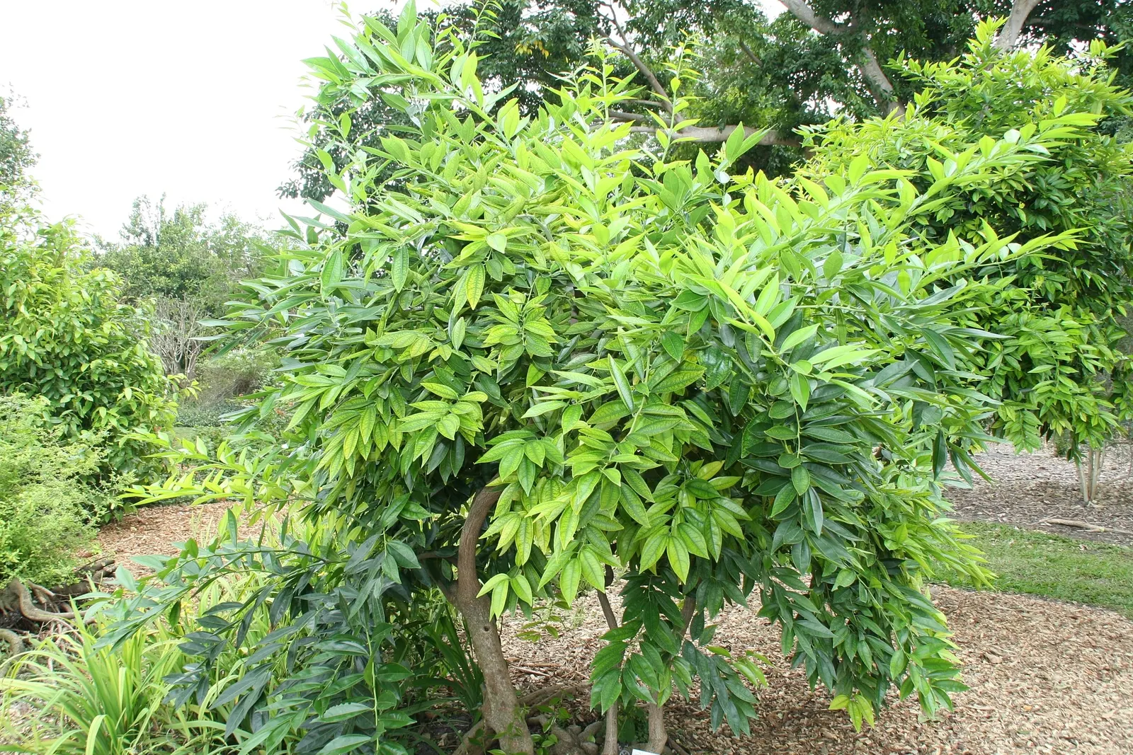 Laurel Leaf Snail Seed (Cocculus Laurifolius) — This resilience to sunlight combined with its low water requirements once established