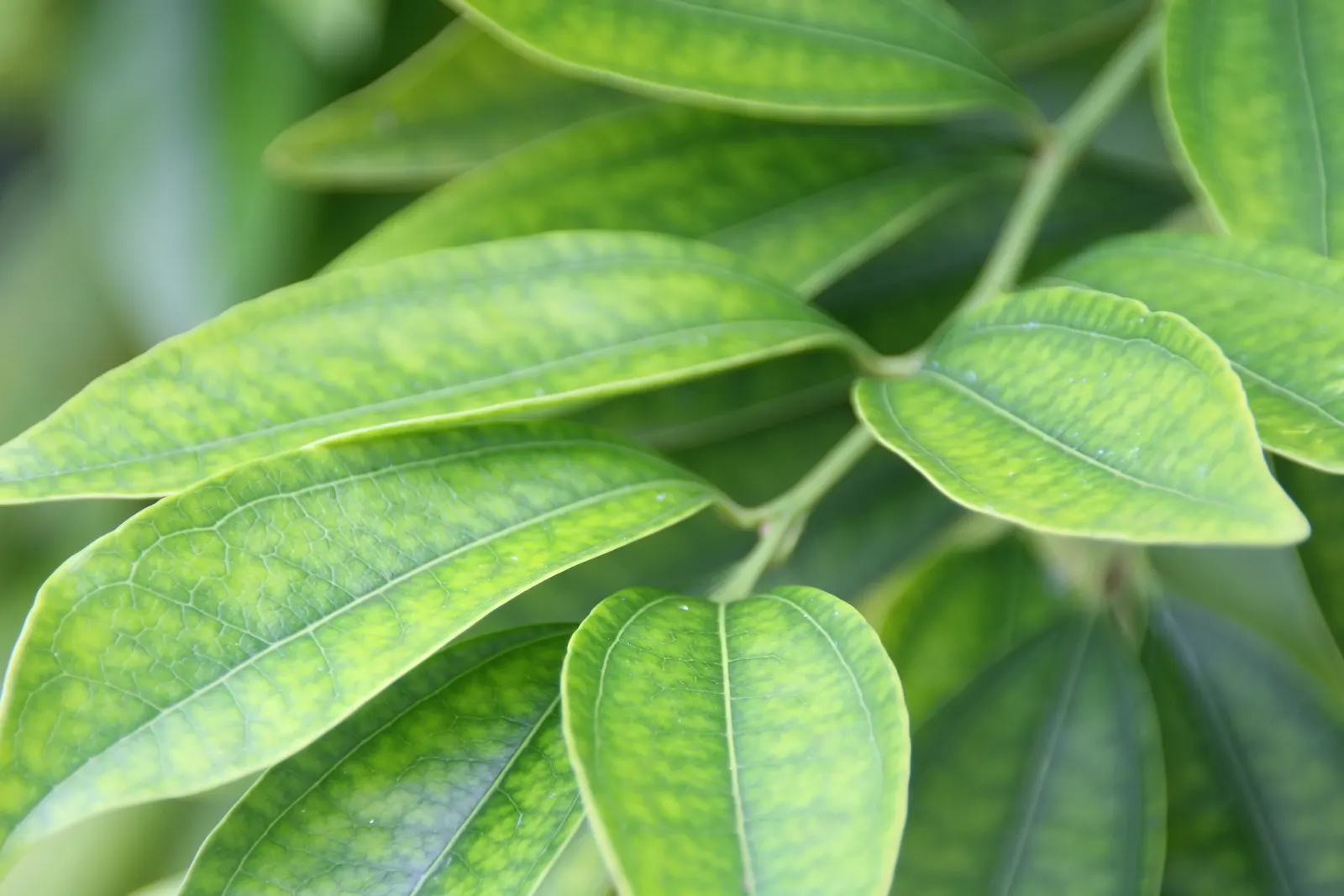 Laurel Leaf Snail Seed (Cocculus Laurifolius) — is an evergreen shrub featuring glossy