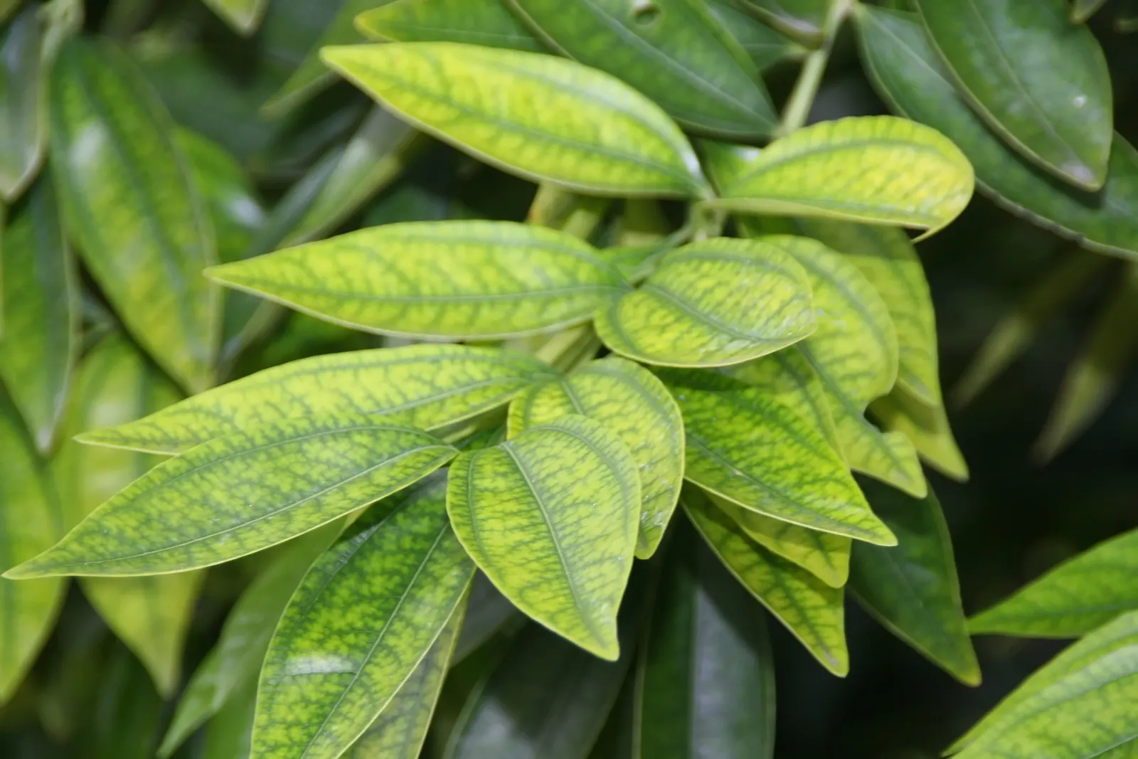 Laurel Leaf Snail Seed (Cocculus Laurifolius) — and maintains a deep green hue throughout the year, image 35