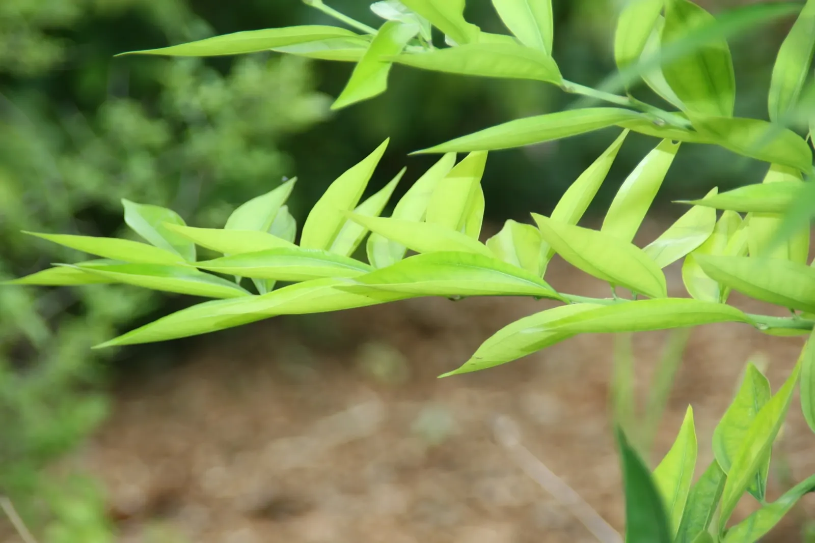 Laurel Leaf Snail Seed (Cocculus Laurifolius) — laurel-like leaves which can grow up to 4 inches long