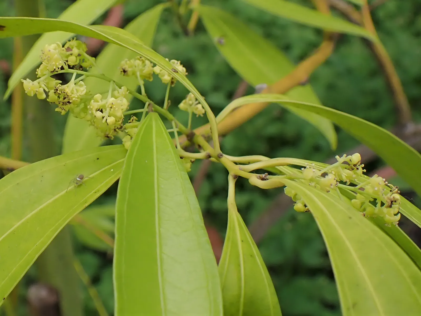 Laurel Leaf Snail Seed (Cocculus Laurifolius) — making it versatile for a variety of lighting conditions in the landscape