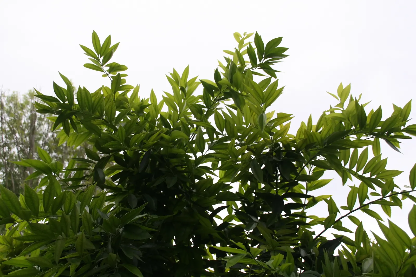 Laurel Leaf Snail Seed (Cocculus Laurifolius) — Suitable for USDA zones 7-10, it thrives in well-drained soil and full sun to partial shade