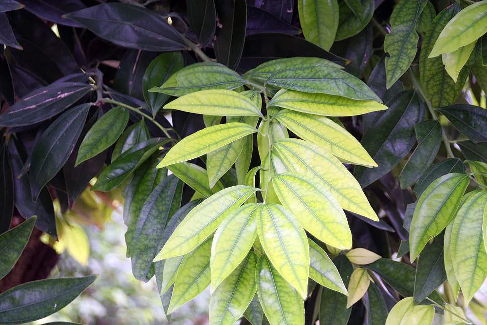 Laurel Leaf Snail Seed (Cocculus Laurifolius) — the plant seldom bears fruit