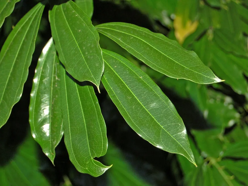 Laurel Leaf Snail Seed (Cocculus Laurifolius) — perfect for hedges or as a focal point in diverse landscape designs; shrub / tree for full or half or shade