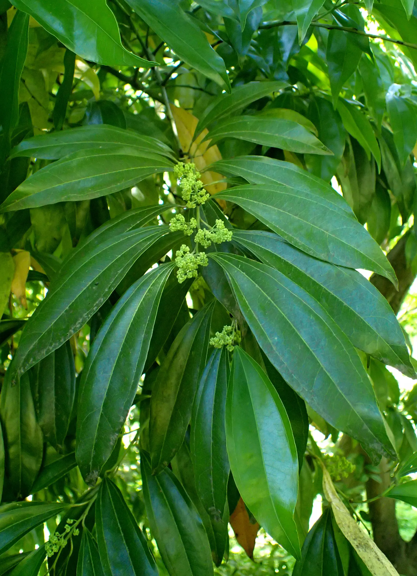 Laurel Leaf Snail Seed (Cocculus Laurifolius) — It boasts dainty, yellowish-green flowers followed by black berries; is an evergreen shrub featuring glossy