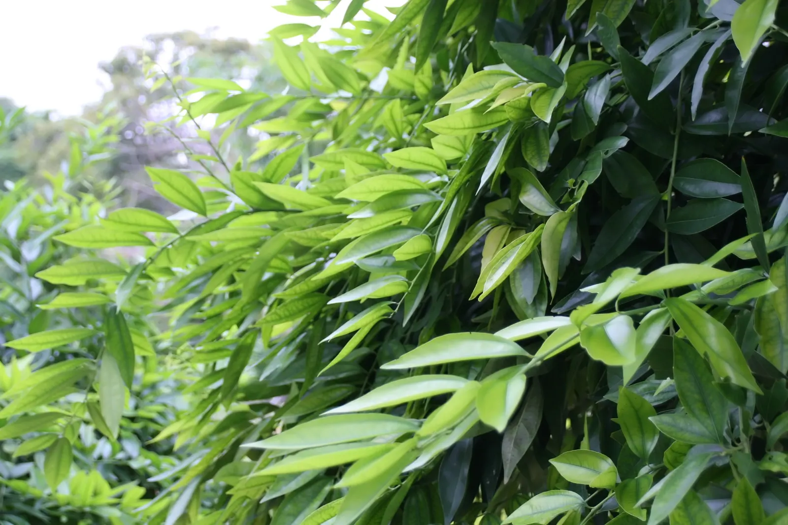 Laurel Leaf Snail Seed (Cocculus Laurifolius) — also recognized as the Laurel Leaf Snail Seed
