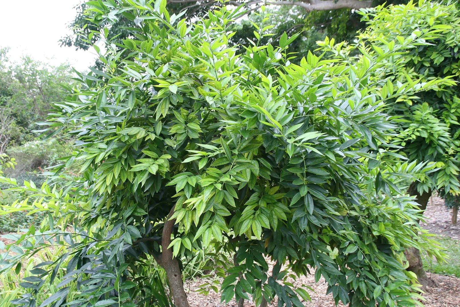 Laurel Leaf Snail Seed (Cocculus Laurifolius) — it's important to space the shrubs about 5 to 6 feet apart to allow for proper growth and air circulation