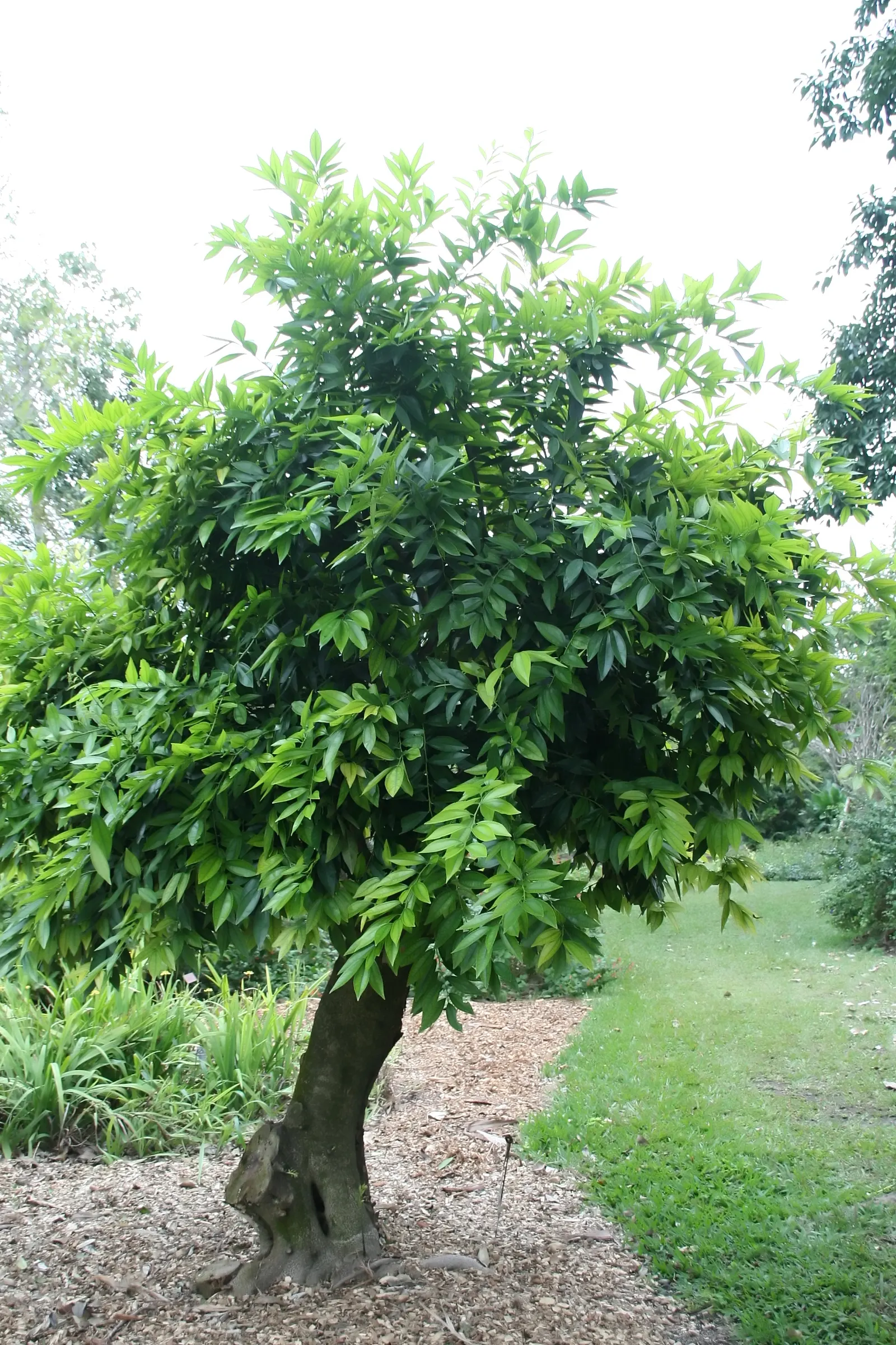 Laurel Leaf Snail Seed (Cocculus Laurifolius) — It boasts dainty, yellowish-green flowers followed by black berries