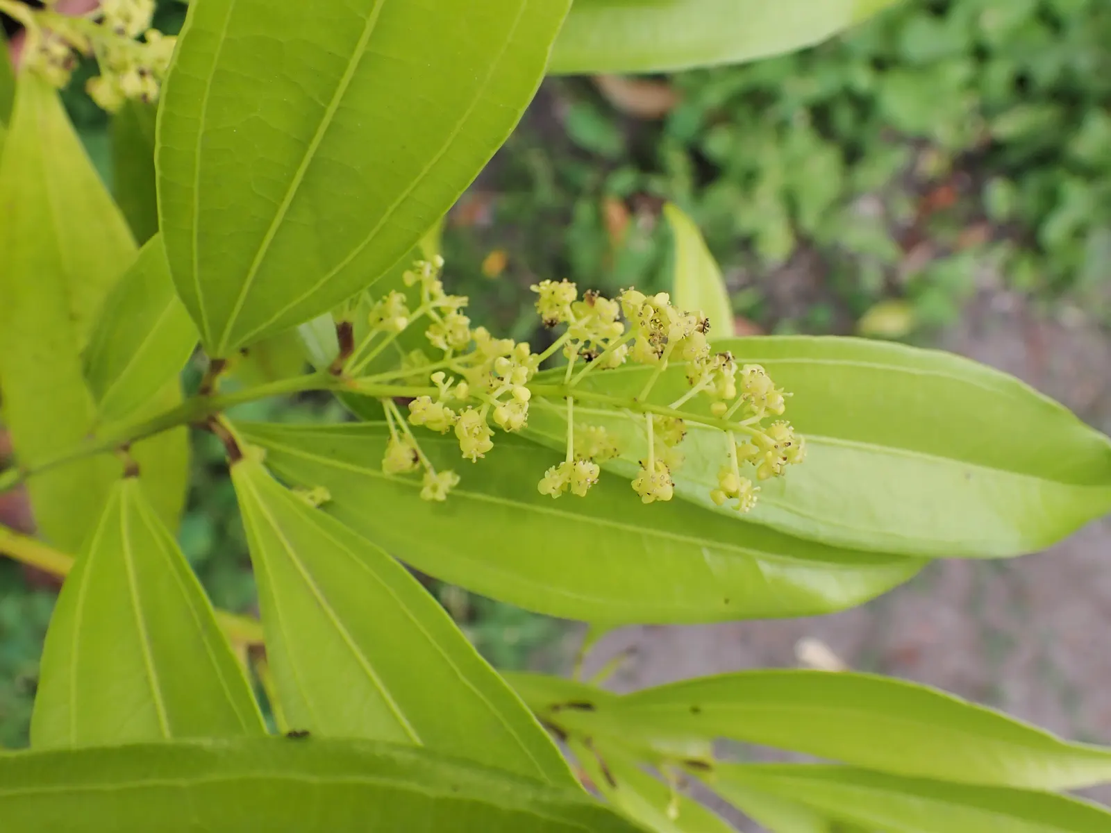 Laurel Leaf Snail Seed (Cocculus Laurifolius) — commonly known as Laurel Leaf Snail Seed