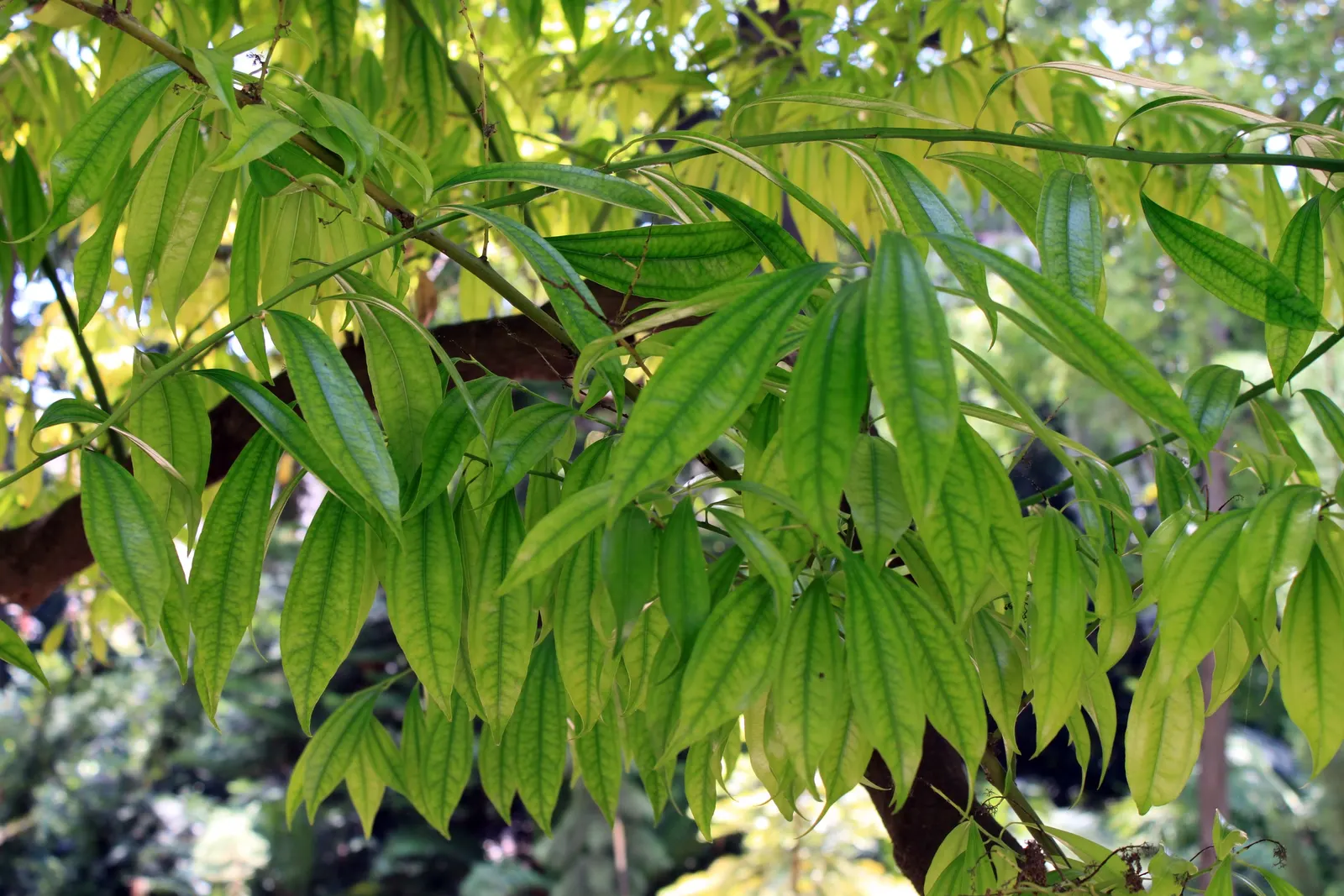Laurel Leaf Snail Seed (Cocculus Laurifolius) — resulting in a cleaner garden area without the concern for unwanted seedlings.<br><br>Overall