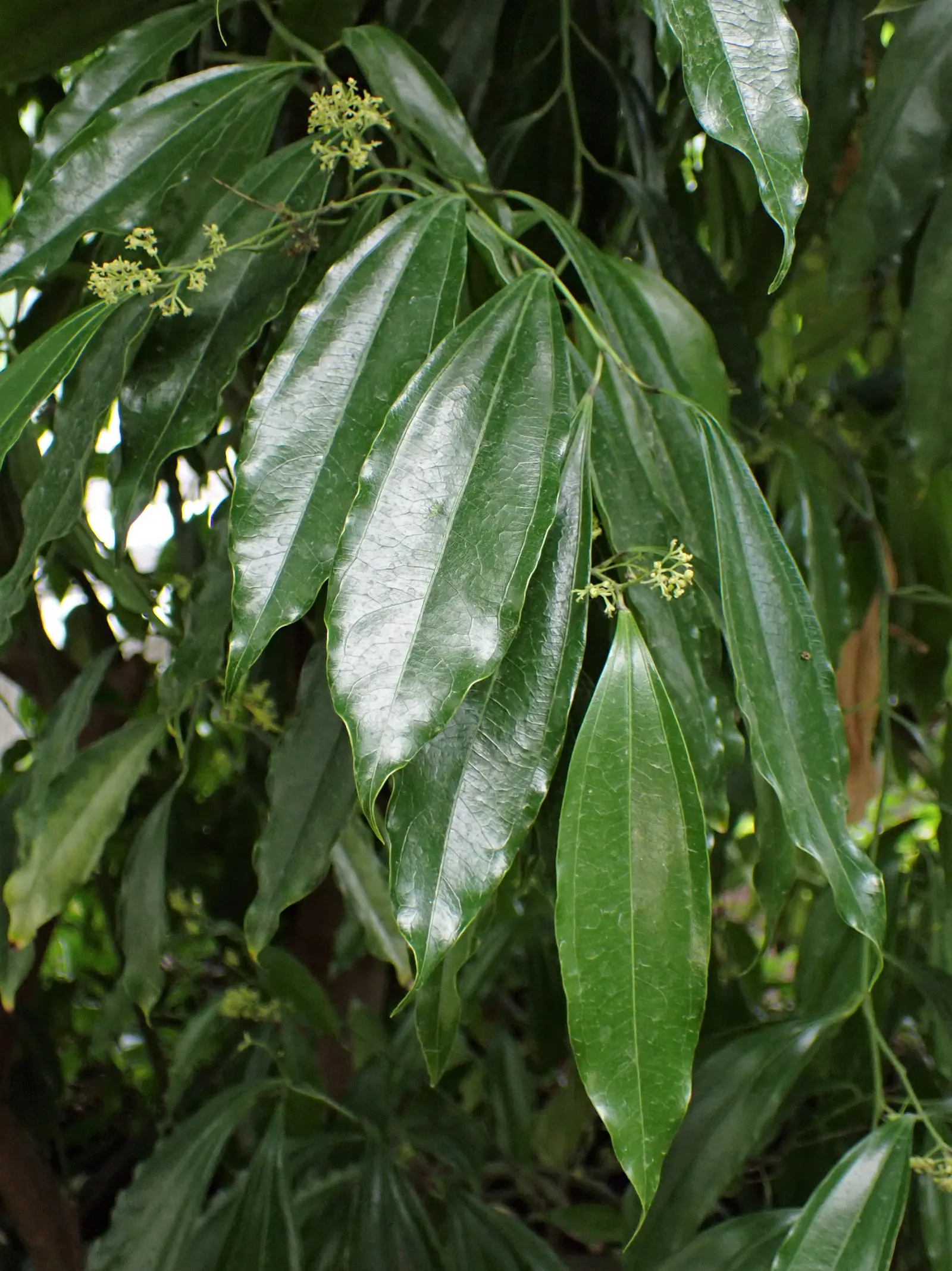 Laurel Leaf Snail Seed (Cocculus Laurifolius) — perfect for hedges or as a focal point in diverse landscape designs