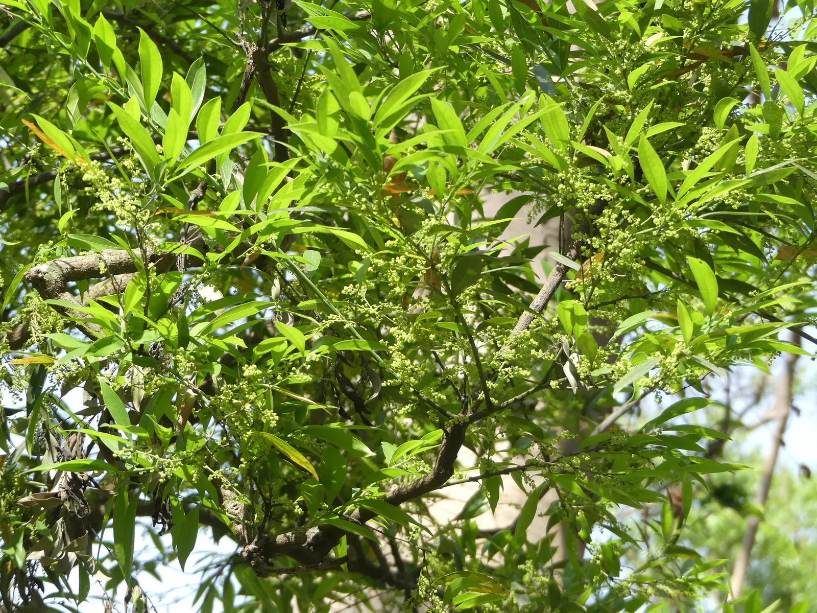 Laurel Leaf Snail Seed (Cocculus Laurifolius) — this shrub can provide a dense and lush backdrop for flower beds or can be used as an elegant privacy screen