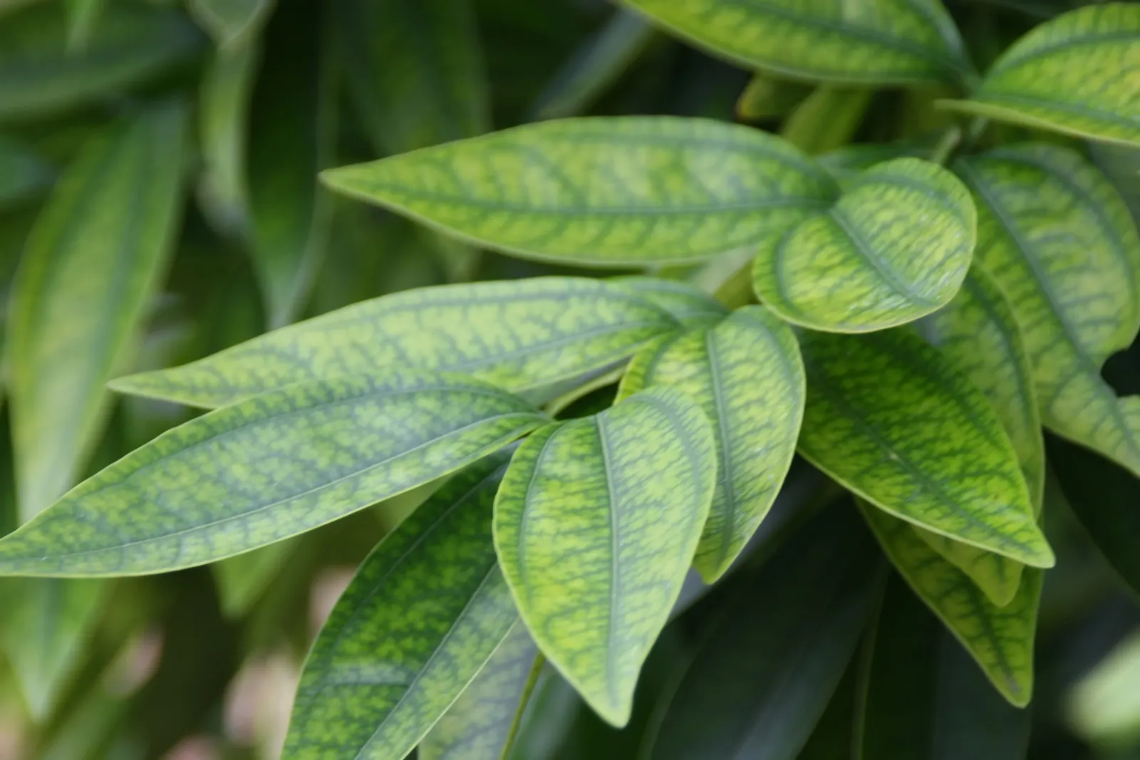 Laurel Leaf Snail Seed (Cocculus Laurifolius) — also recognized as the Laurel Leaf Snail Seed; perfect for hedges or as a focal point in diverse landscape