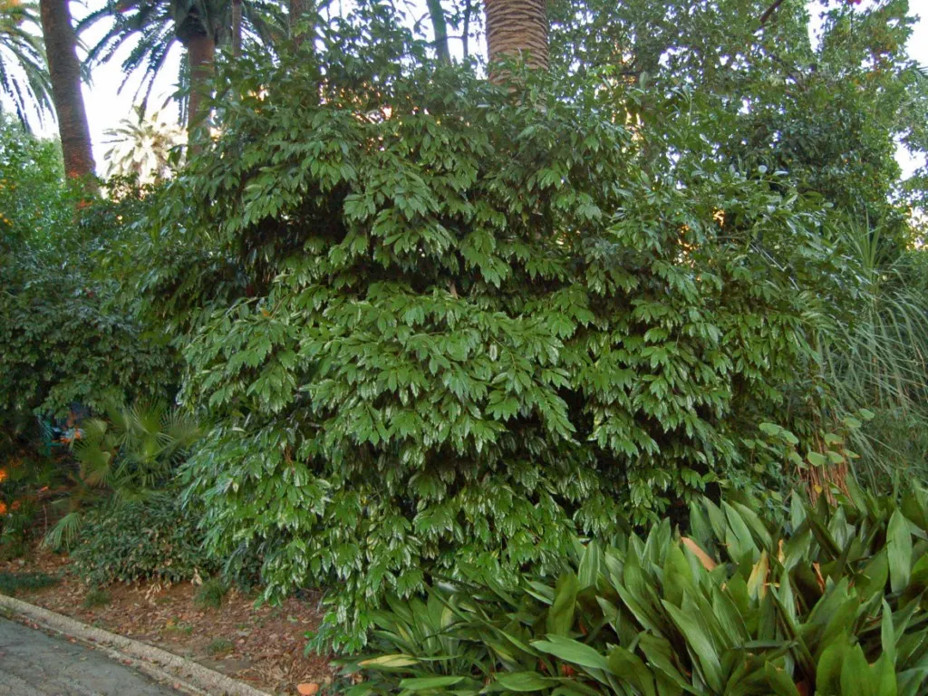 Laurel Leaf Snail Seed (Cocculus Laurifolius) — It flourishes in USDA Hardiness Zones 9 to 11 and prefers full sun to partial shade