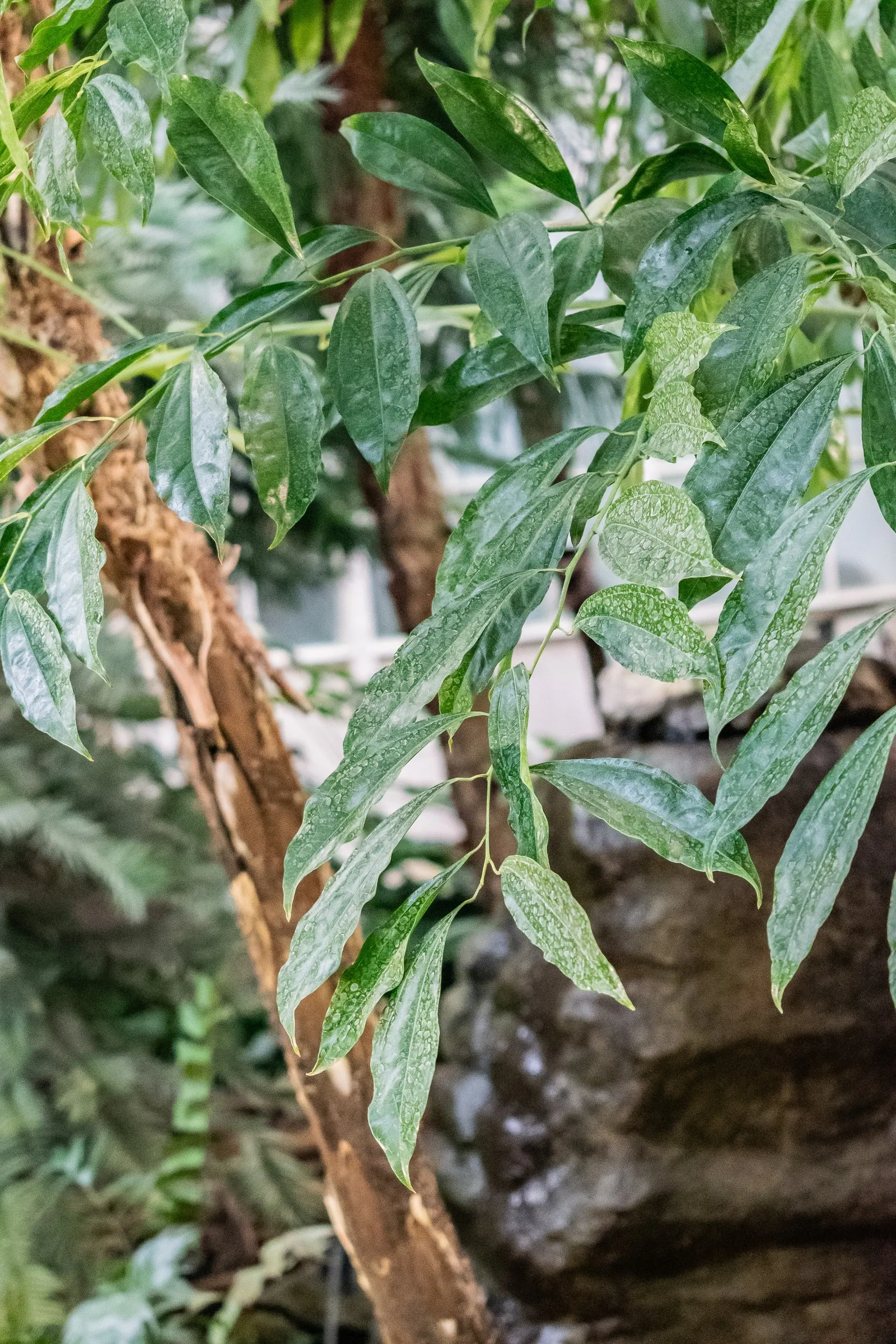 Laurel Leaf Snail Seed (Cocculus Laurifolius) — This plant is especially noted for its glossy; the plant seldom bears fruit