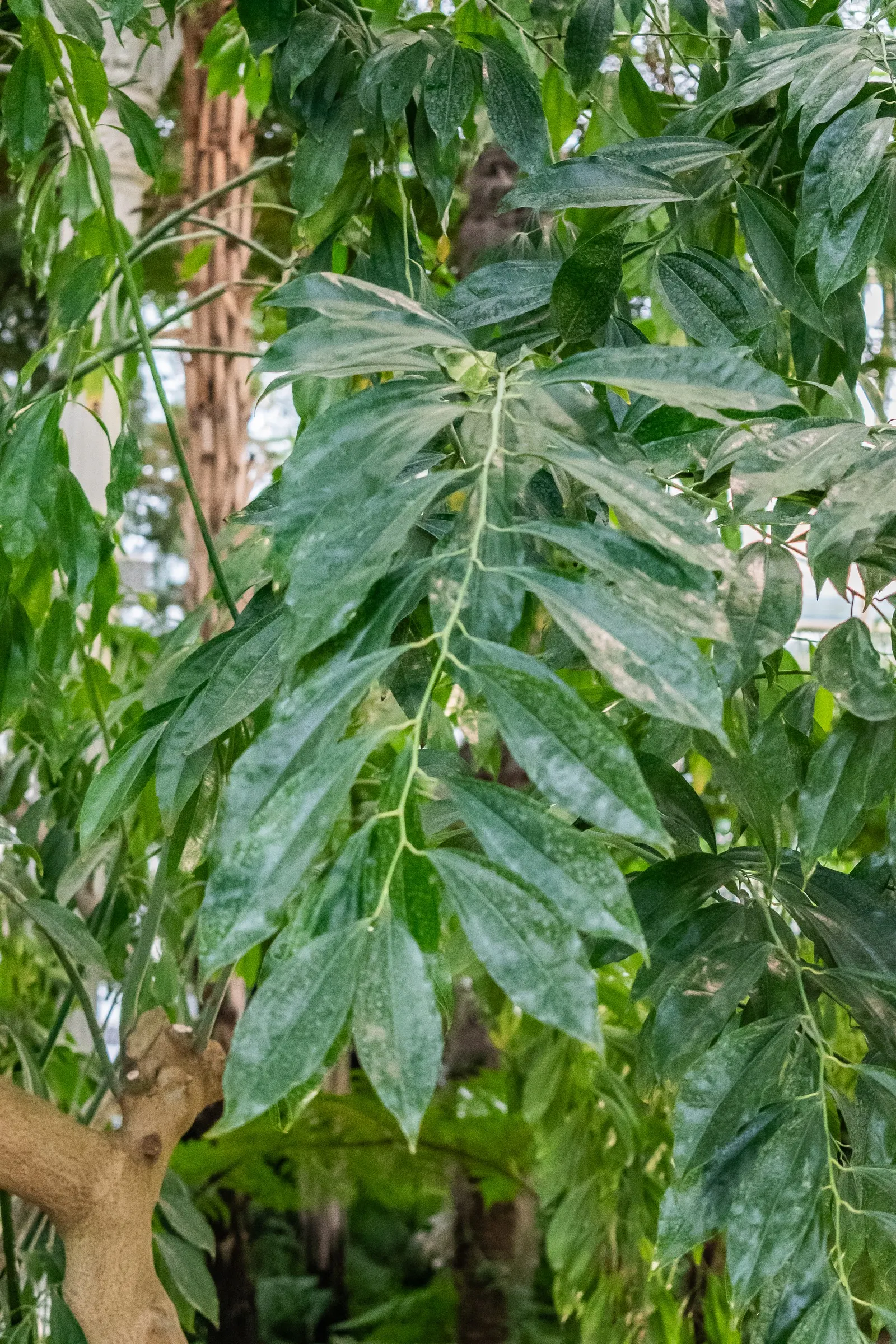 Laurel Leaf Snail Seed (Cocculus Laurifolius) — laurel-like leaves which can grow up to 4 inches long; suitable for USDA zones 7-10, it thrives in well-drained