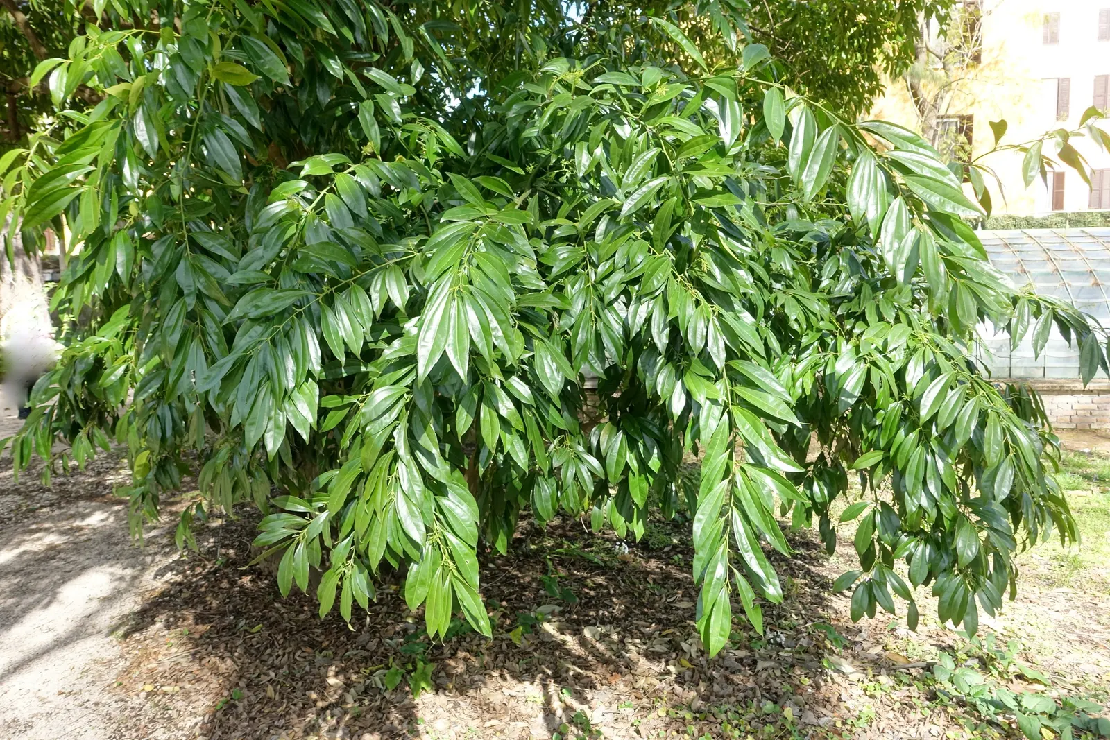 Laurel Leaf Snail Seed (Cocculus Laurifolius) — is an evergreen shrub featuring glossy; laurel-like leaves which can grow up to 4 inches long