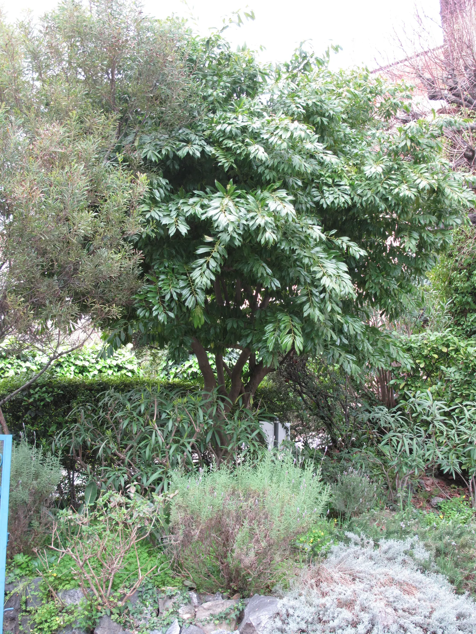 Laurel Leaf Snail Seed (Cocculus Laurifolius) — This low-maintenance plant typically reaches 6-8 feet in height and width; this resilience to sunlight combined