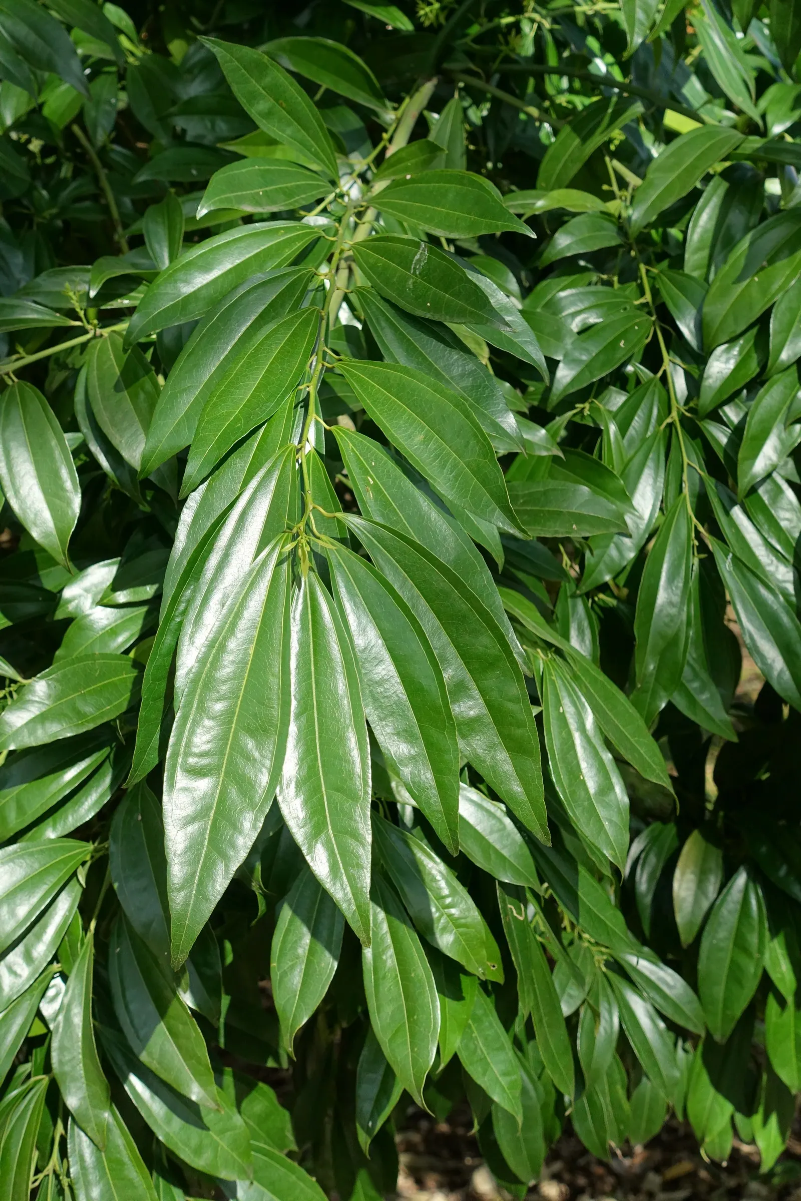 Laurel Leaf Snail Seed (Cocculus Laurifolius) — However, this feature ensures minimal maintenance since there is no need for deadheading