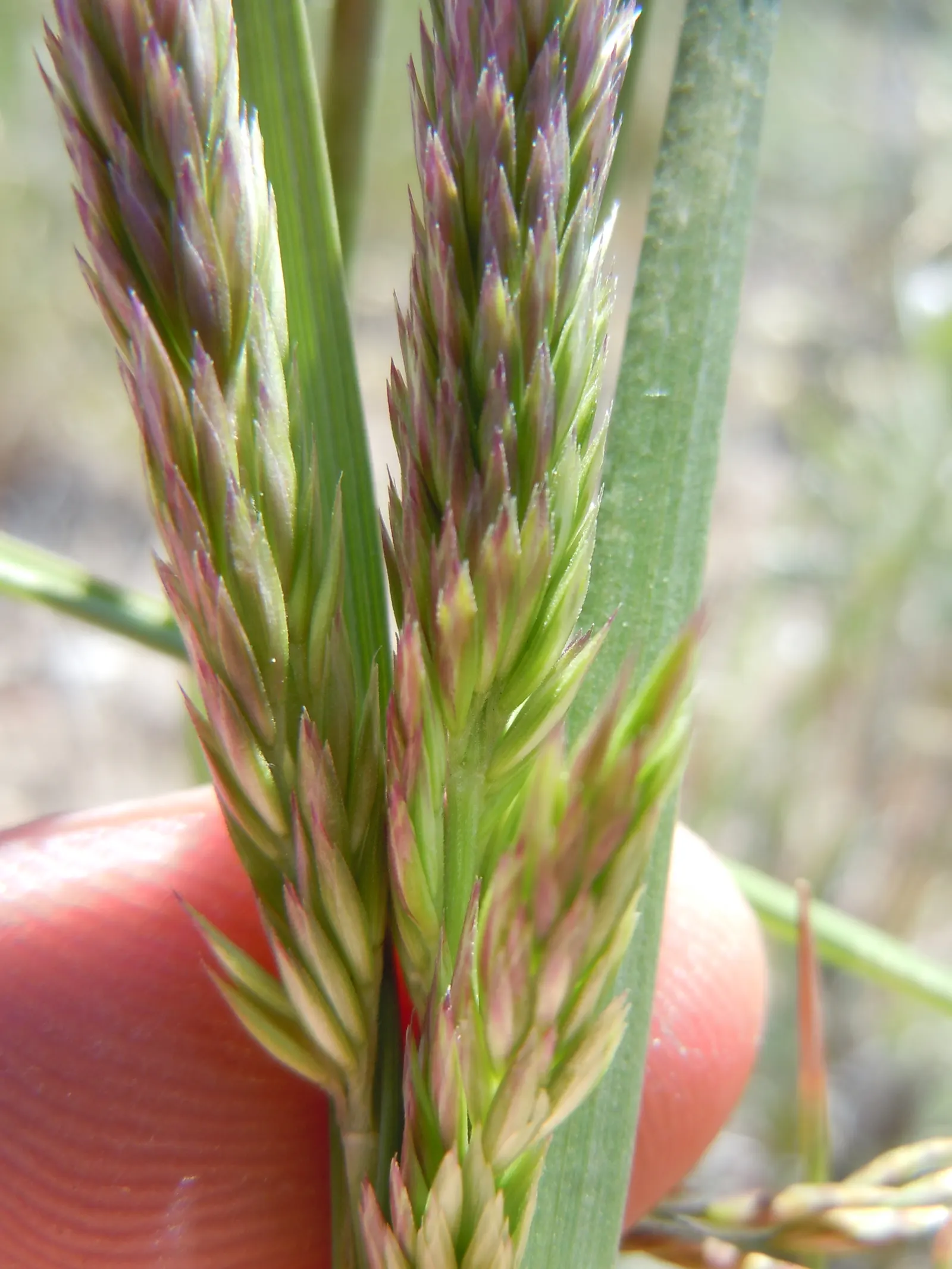 June Grass (Koeleria Macrantha) — June Grass thrives in USDA zones 3 through 9