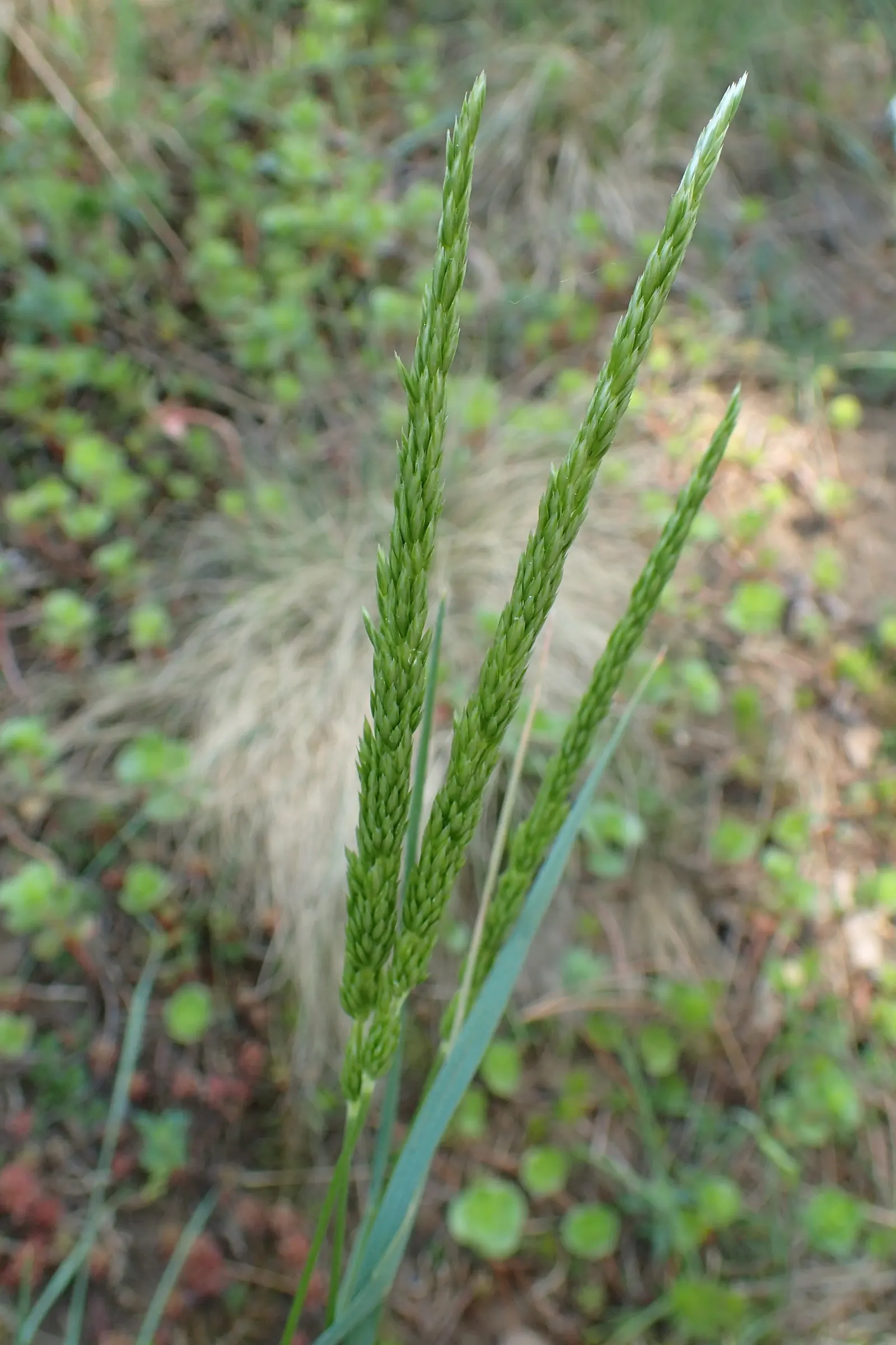 June Grass (Koeleria Macrantha) — or as a component in dry or rock gardens; it's drought-resistant once established