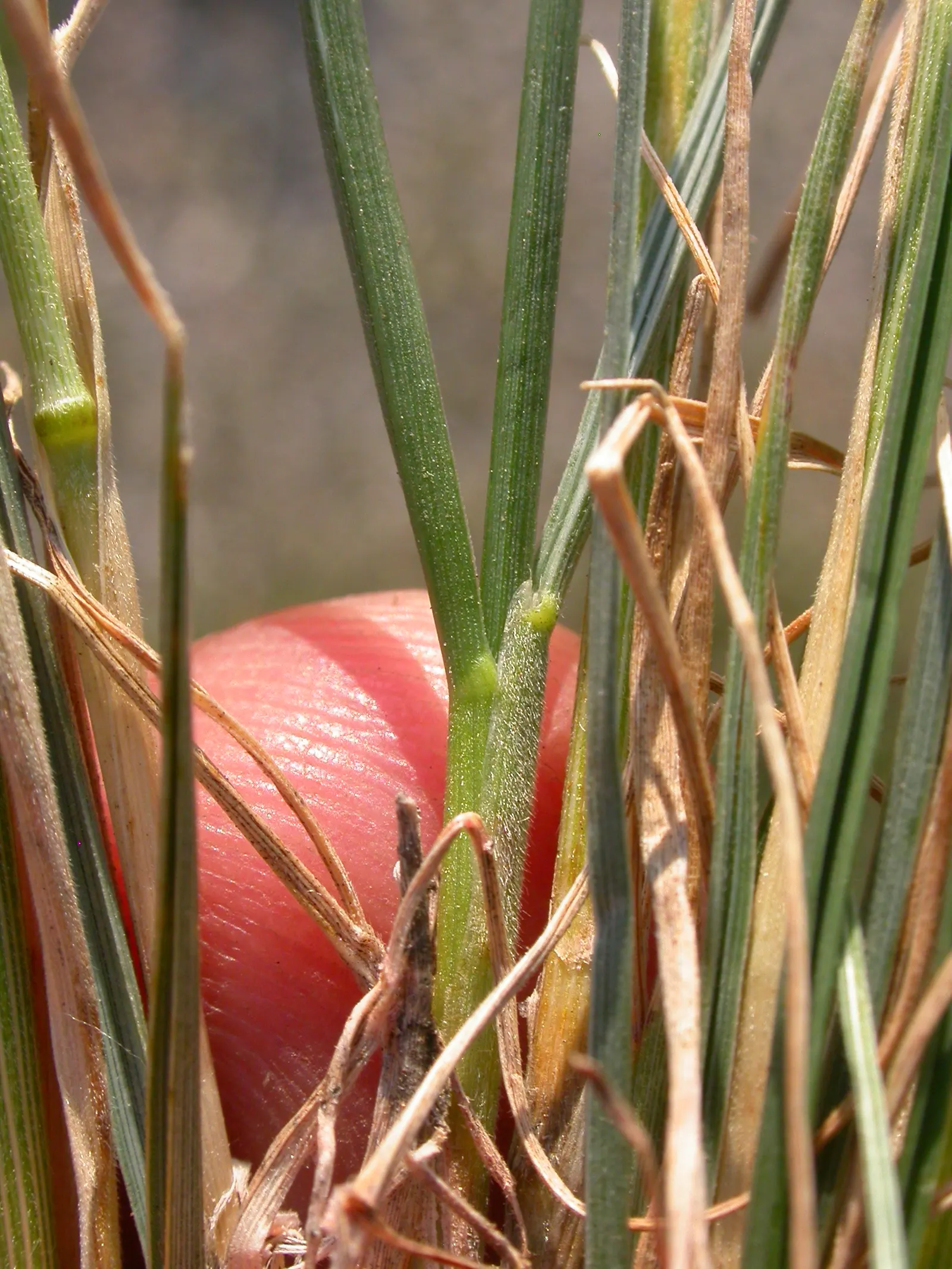 June Grass (Koeleria Macrantha) — Thriving in USDA Zones 3-9