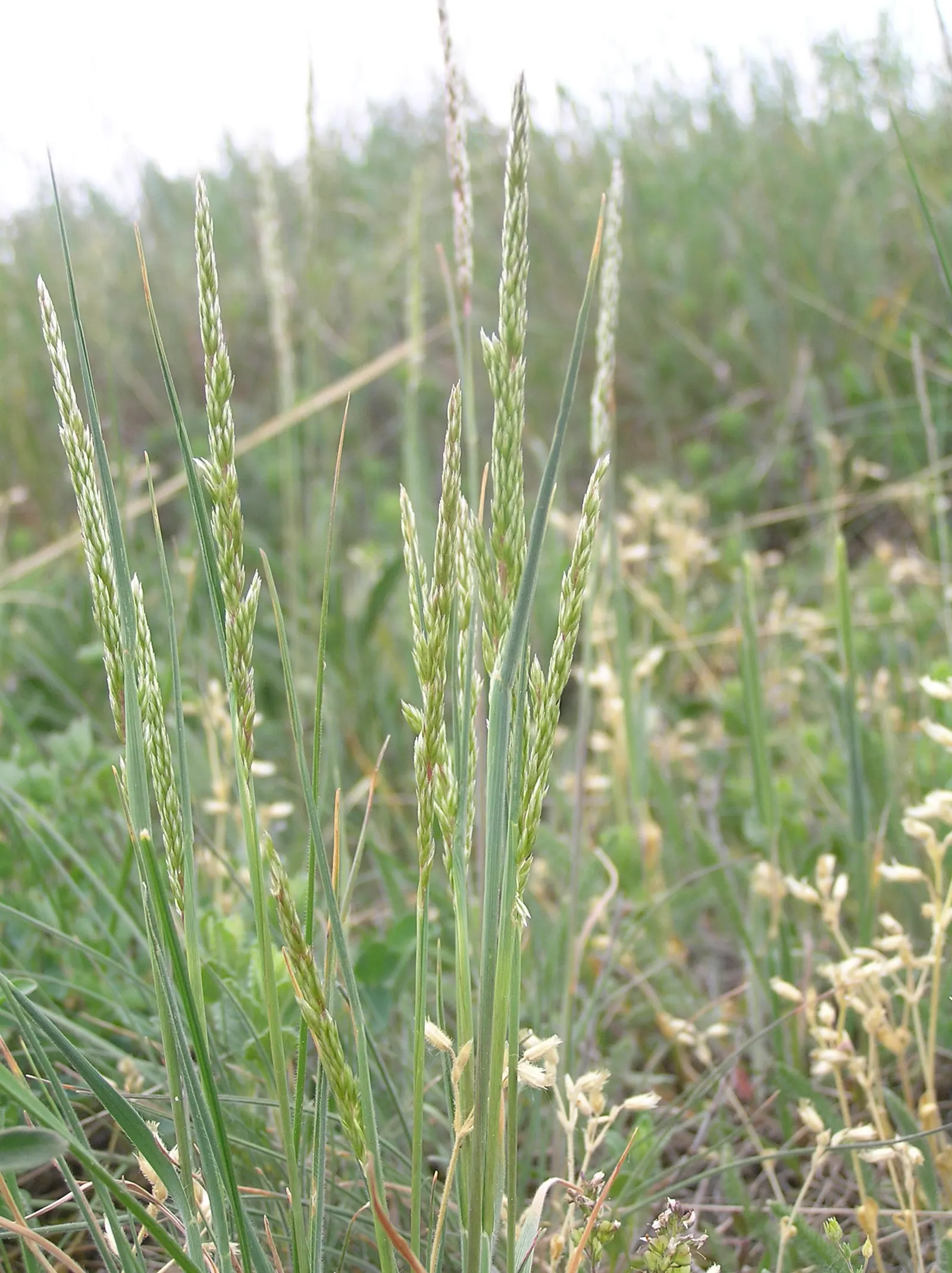 June Grass (Koeleria Macrantha) — requiring well-draining soil and full to partial sunlight to flourish