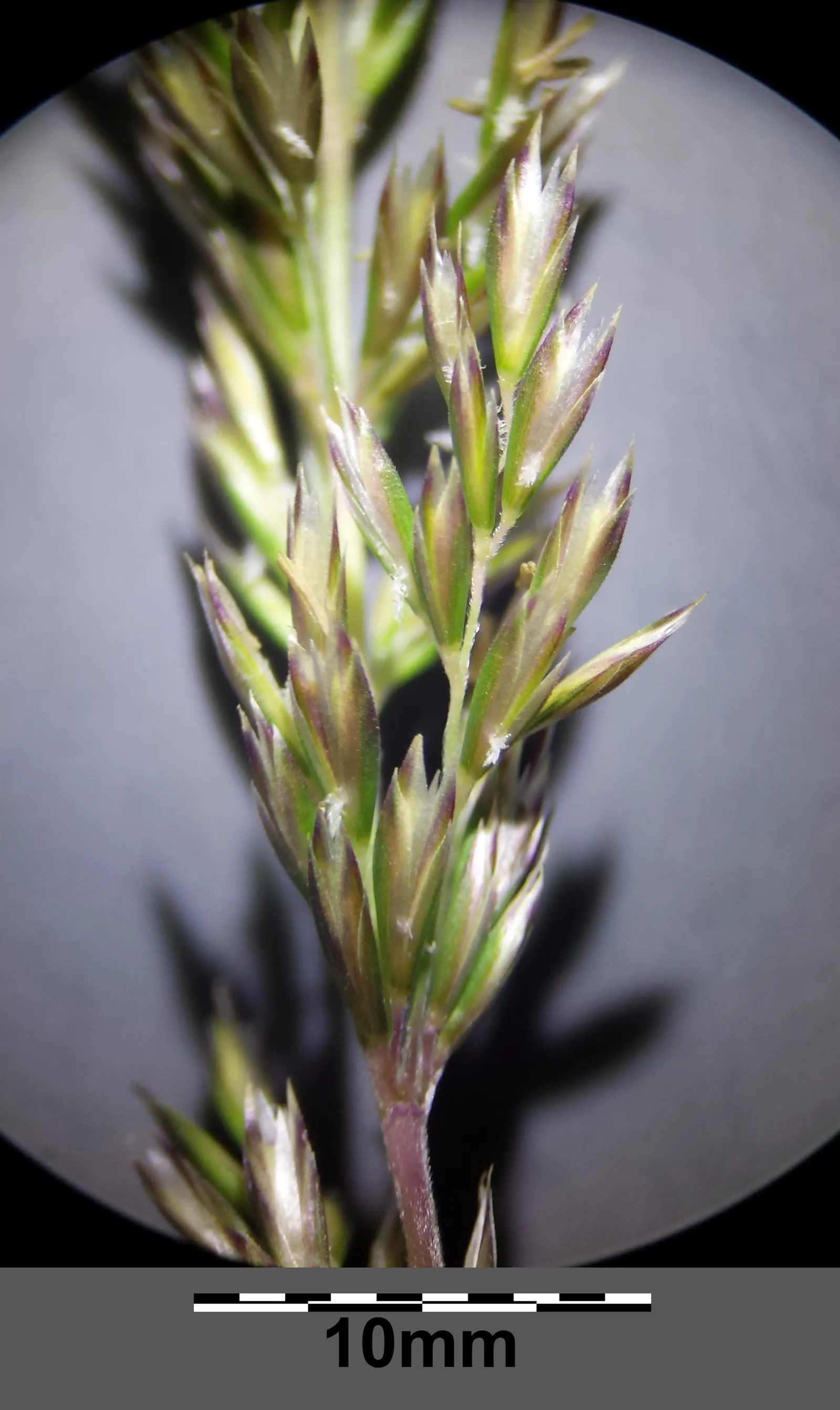 June Grass (Koeleria Macrantha) — delicate panicles that can reach up to 3 feet tall; june Grass thrives in USDA zones 3 through 9