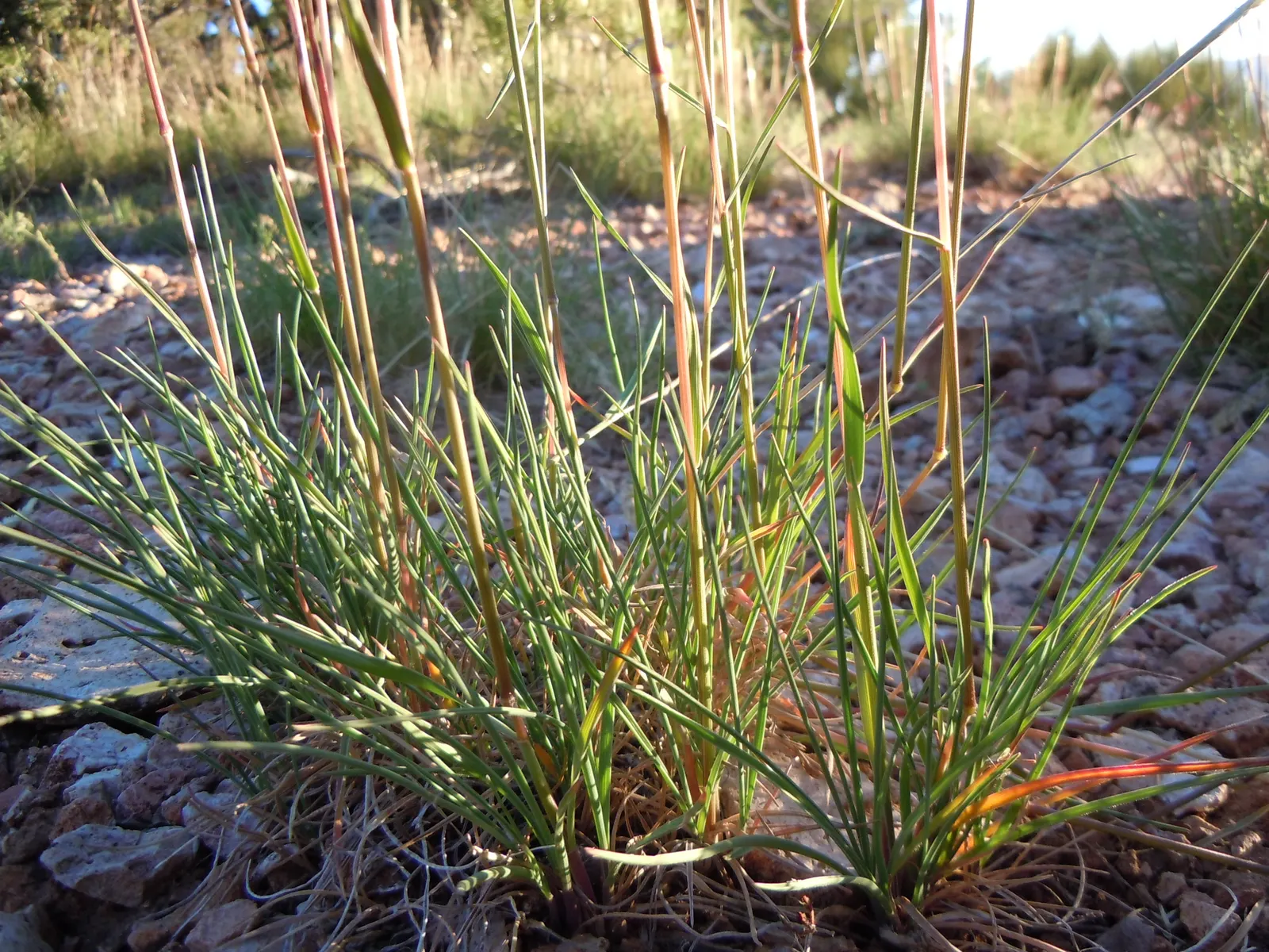 June Grass (Koeleria Macrantha) — Its presence attracts local fauna