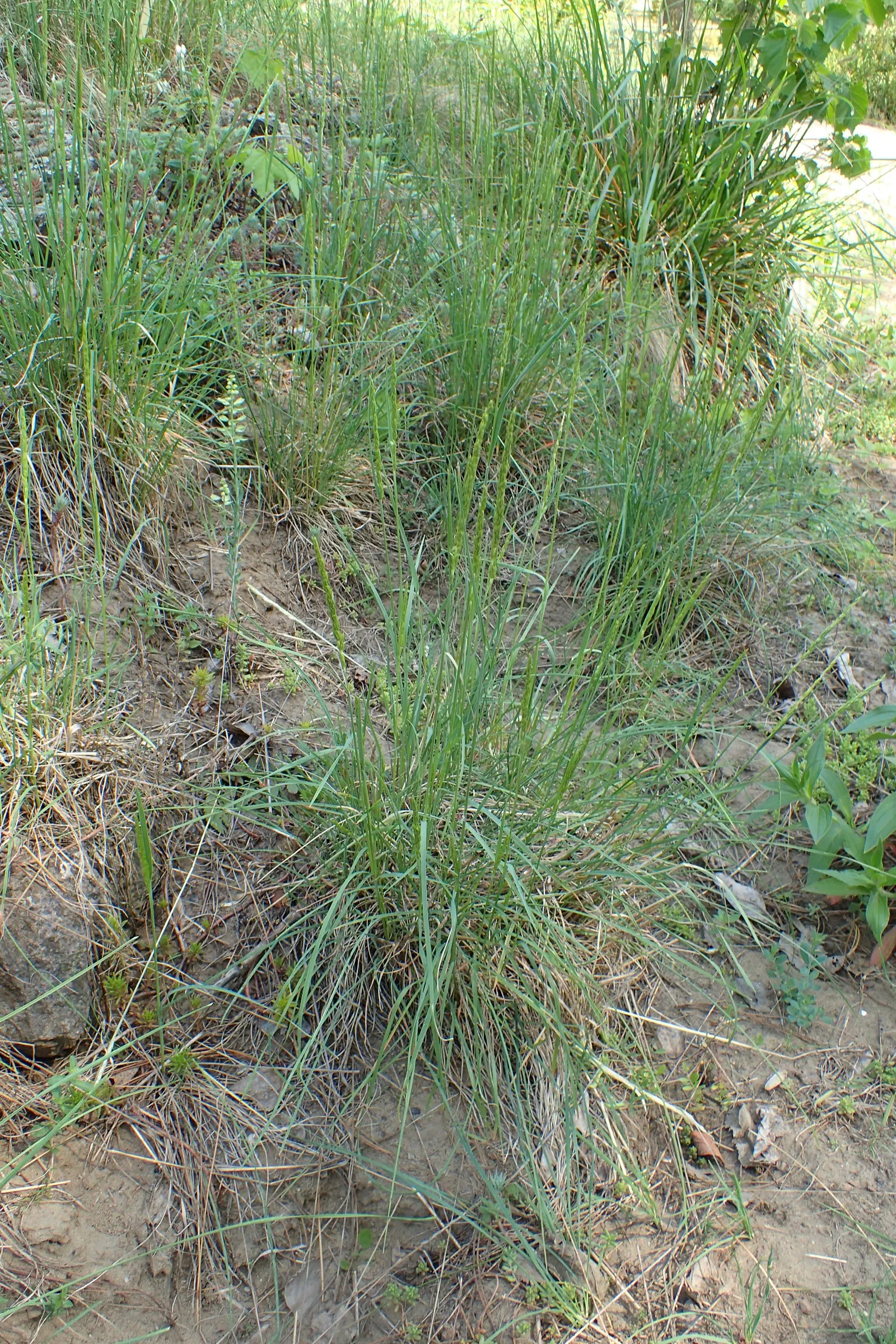 June Grass (Koeleria Macrantha) — or as a component in dry or rock gardens