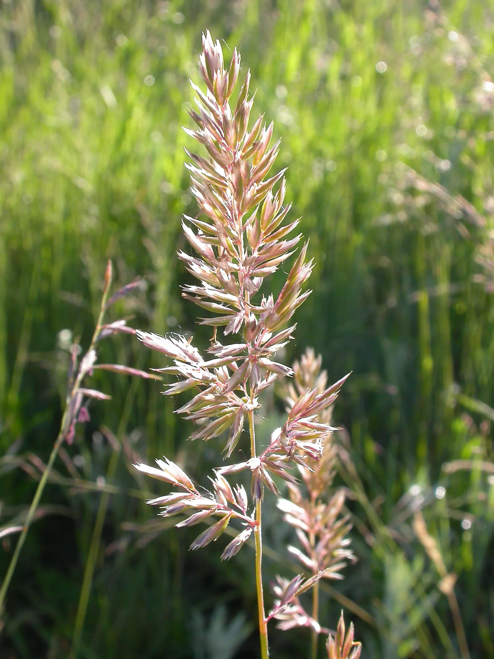 June Grass (Koeleria Macrantha) — consider its growth patterns and use it to enhance borders
