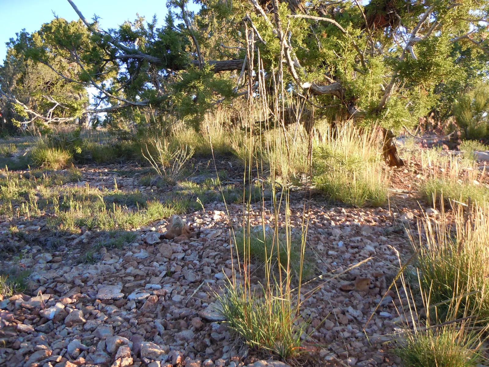June Grass (Koeleria Macrantha) — it's drought-resistant once established; or as a component in dry or rock gardens