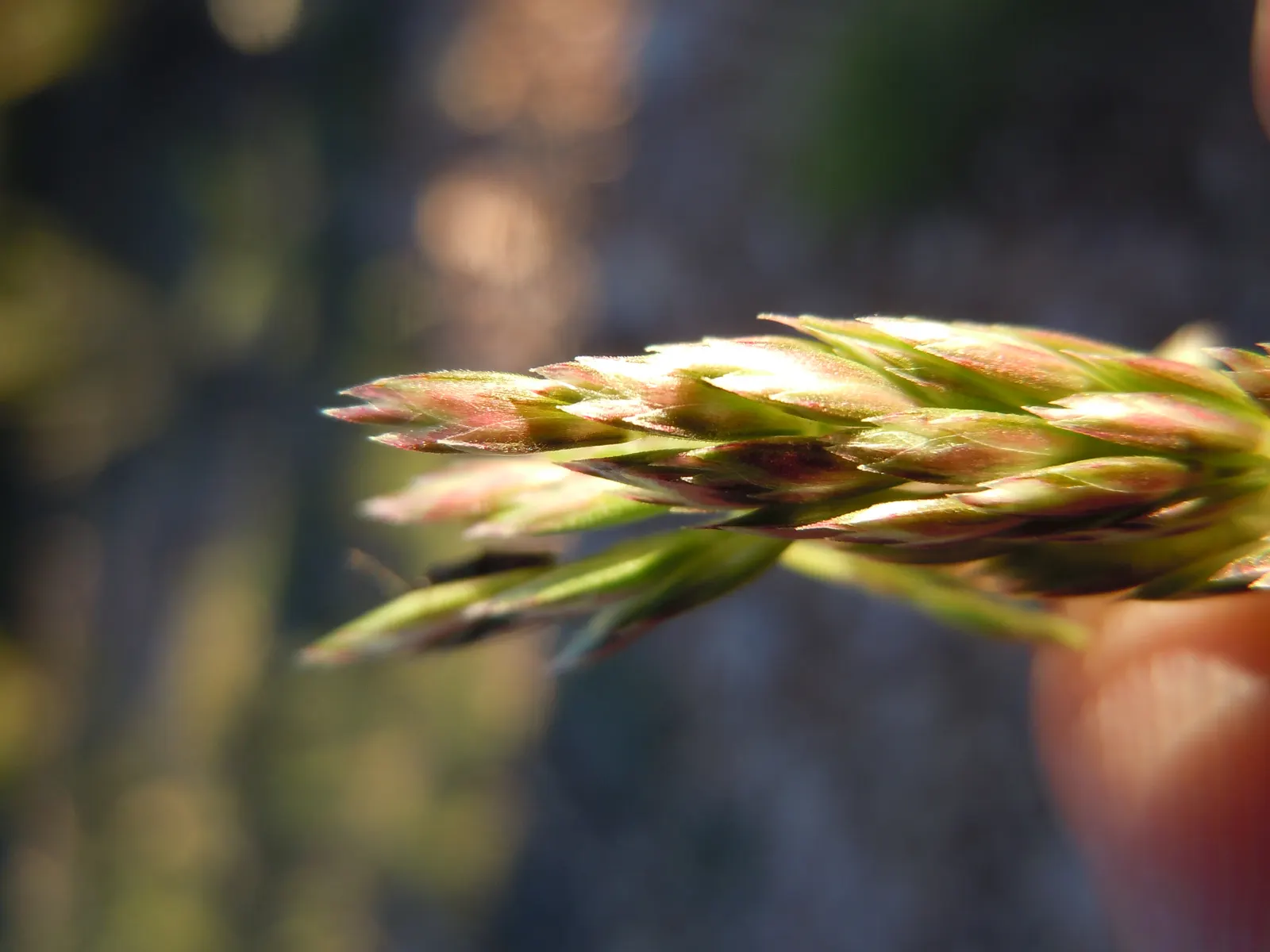 June Grass (Koeleria Macrantha) — offering low maintenance and excellent ground cover