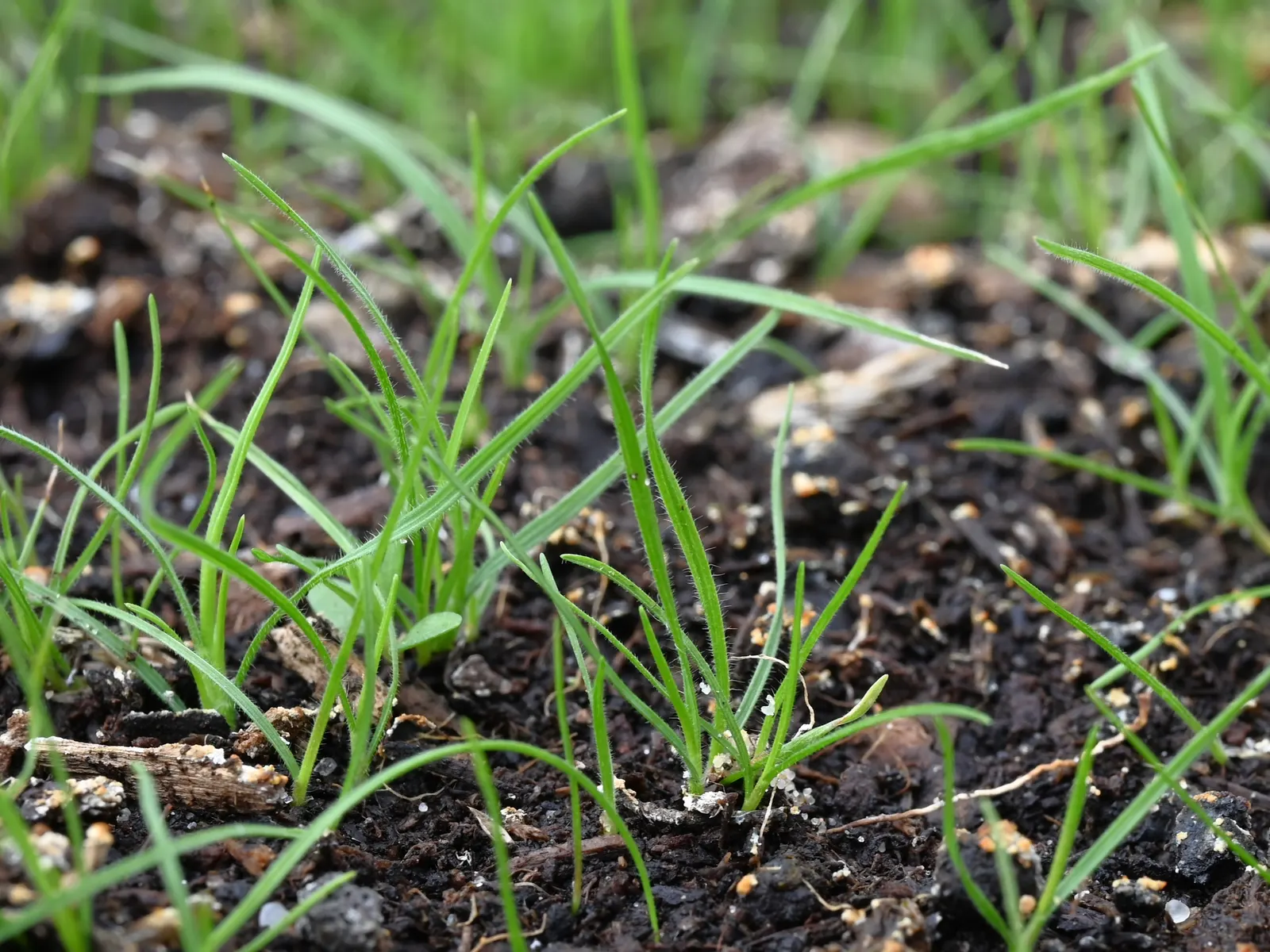 June Grass (Koeleria Macrantha) — The panicles exhibit a silver to light purple shimmer; consider its growth patterns and use it to enhance borders