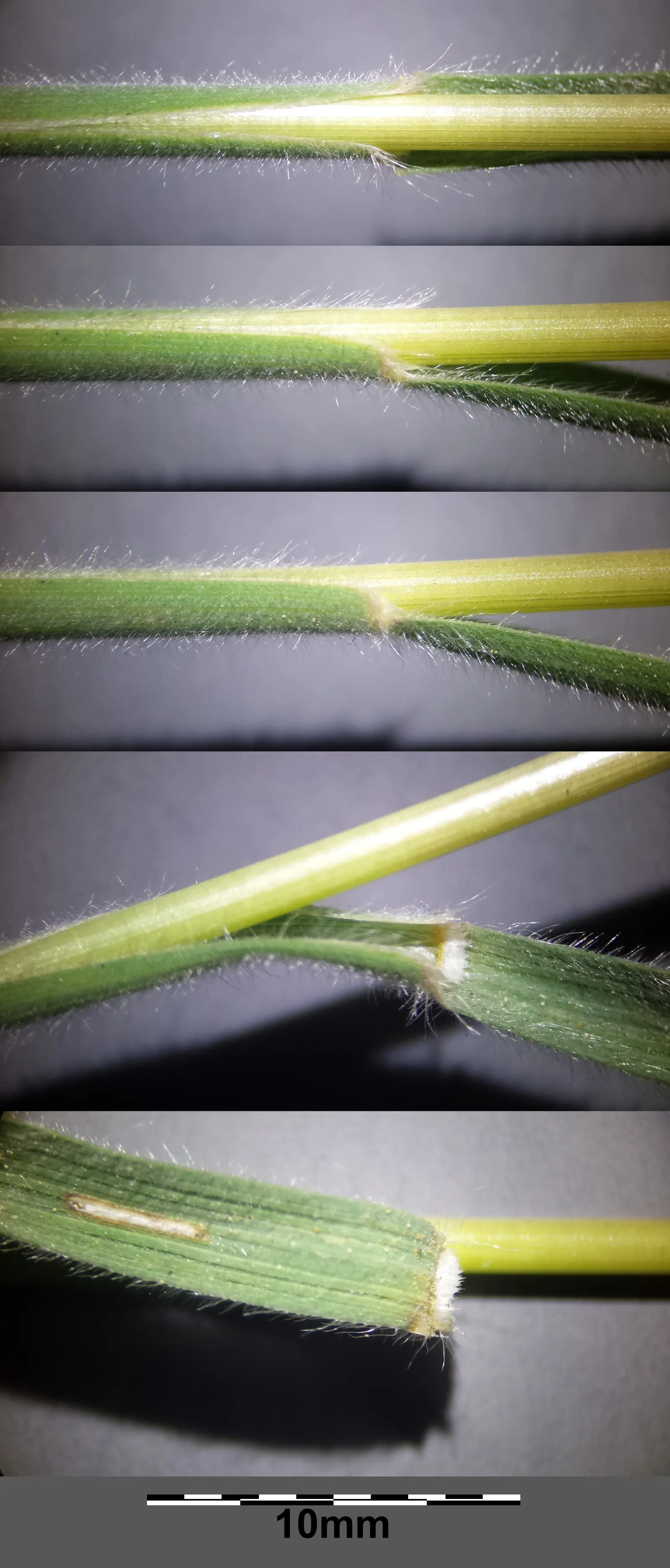 June Grass (Koeleria Macrantha) — Ideal for naturalized areas
