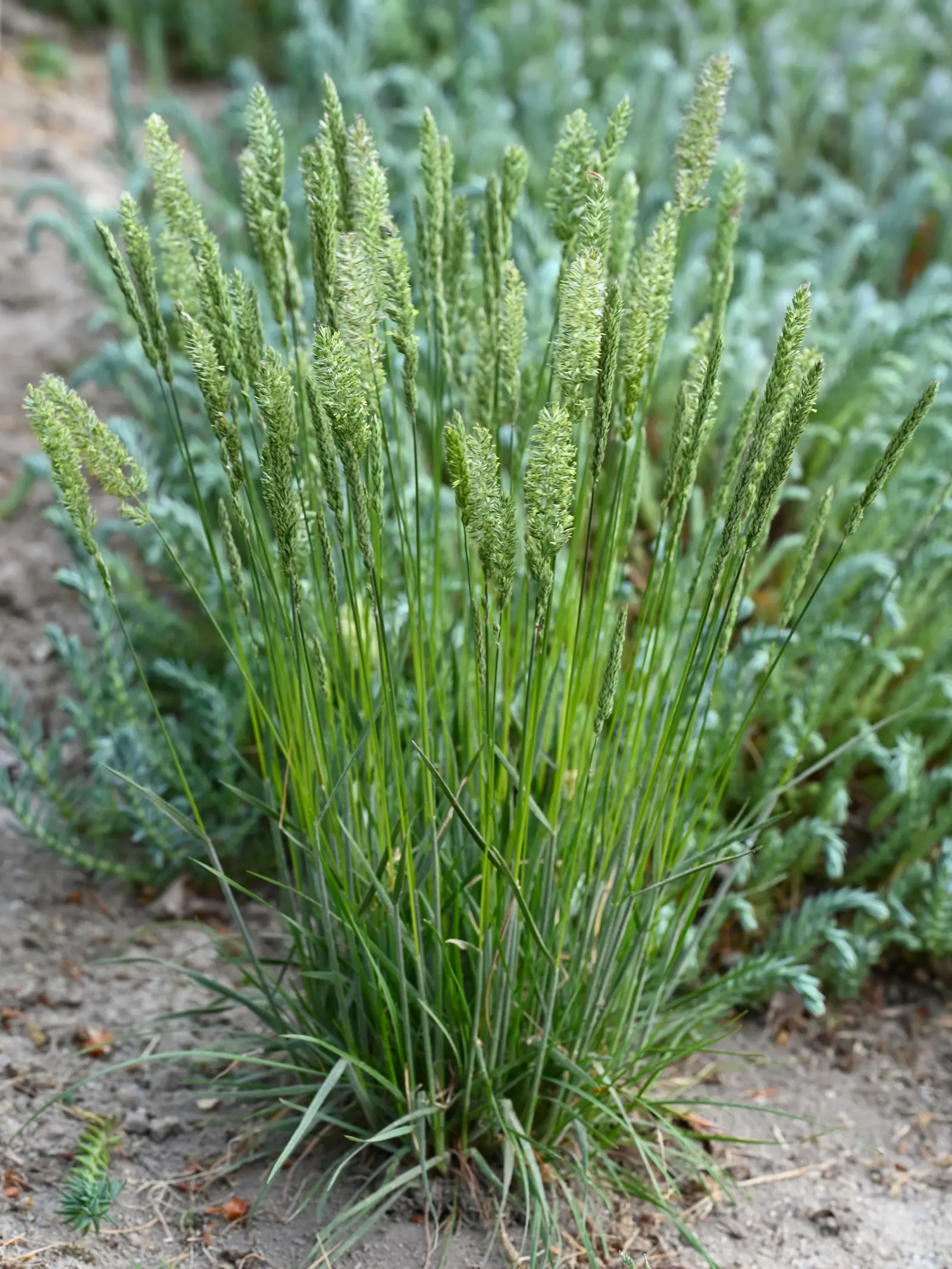 June Grass (Koeleria Macrantha) — June Grass (Koeleria macrantha) is a perennial cool-season bunchgrass featuring fine-textured foliage