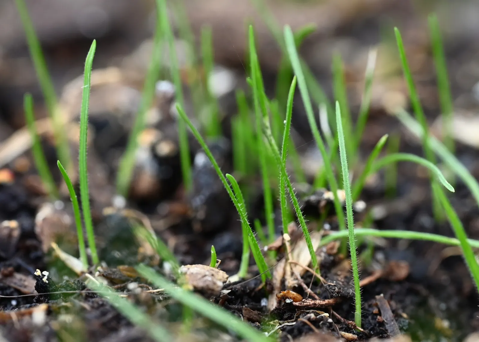 June Grass (Koeleria Macrantha) — providing a subtle yet captivating shift in the garden's color palette; green flowers in the garden