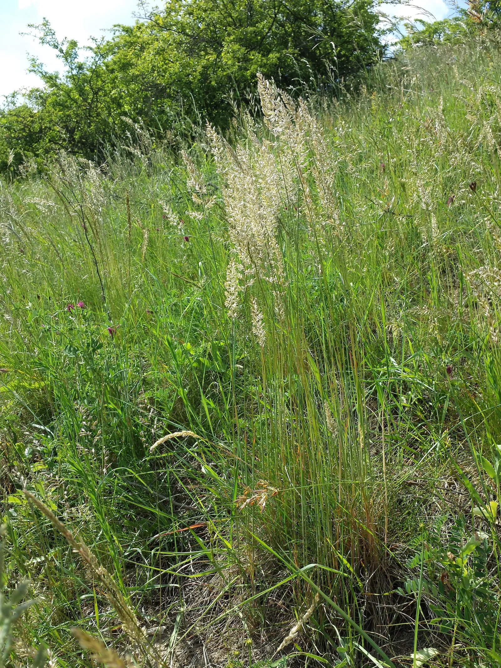 June Grass (Koeleria Macrantha) — though it flourishes in well-drained soils; ideal for naturalized areas