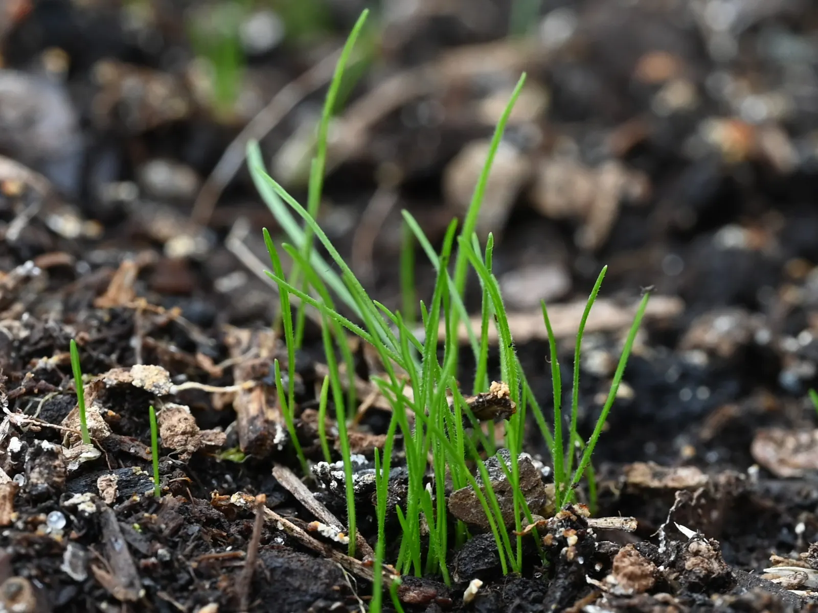 June Grass (Koeleria Macrantha) — scientifically termed Koeleria macrantha; offering low maintenance and excellent ground cover