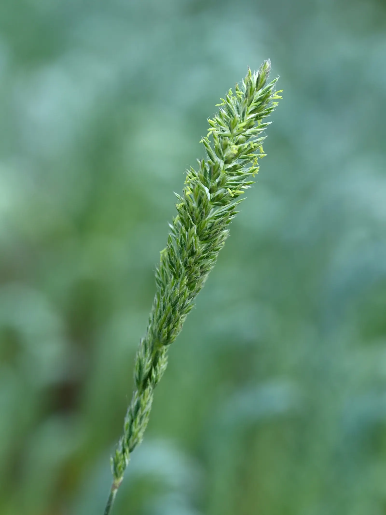 June Grass (Koeleria Macrantha) — It typically grows 1-2 feet tall with airy, silver-green inflorescences in early summer