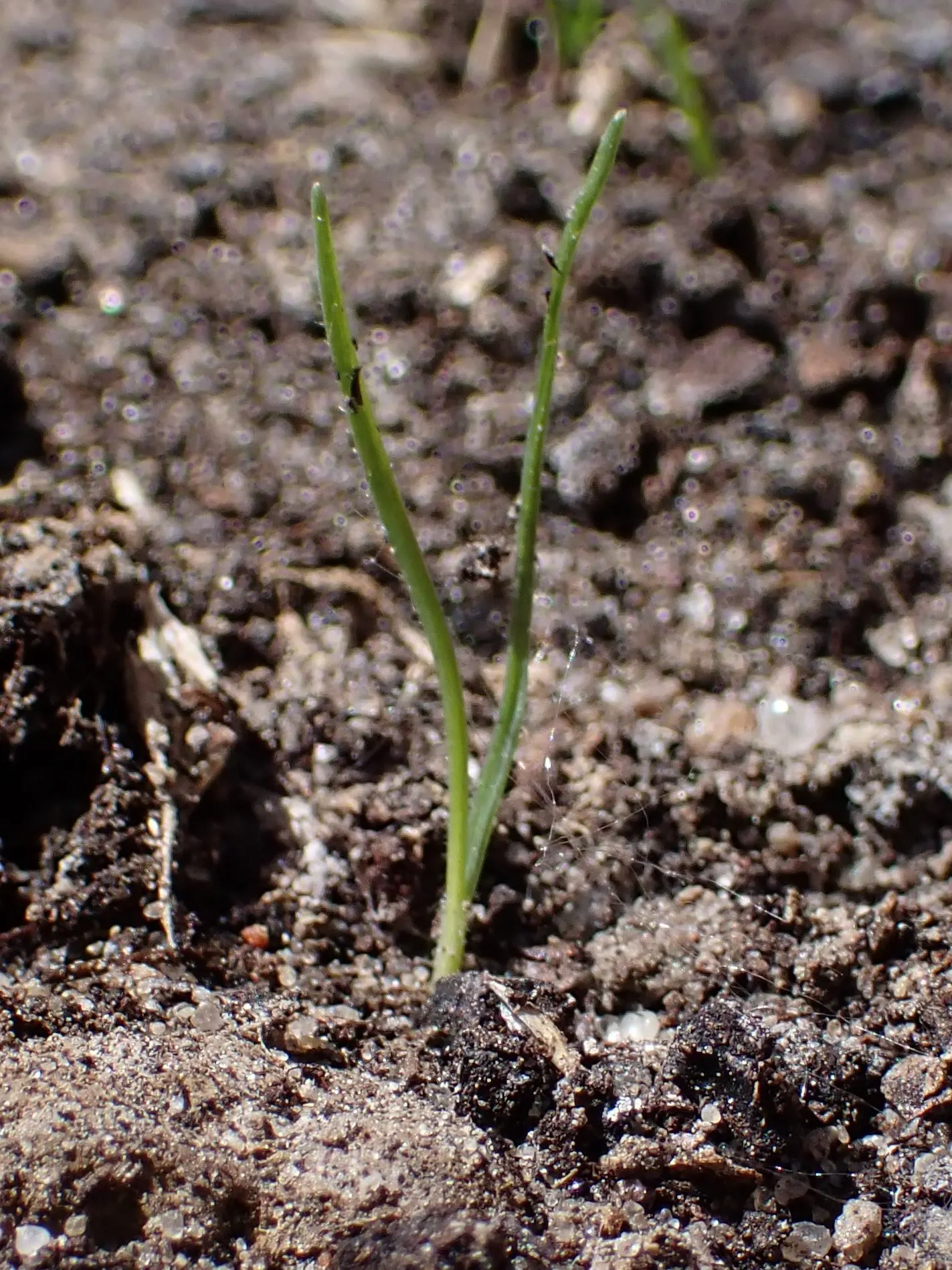 June Grass (Koeleria Macrantha) — grass for full or half
