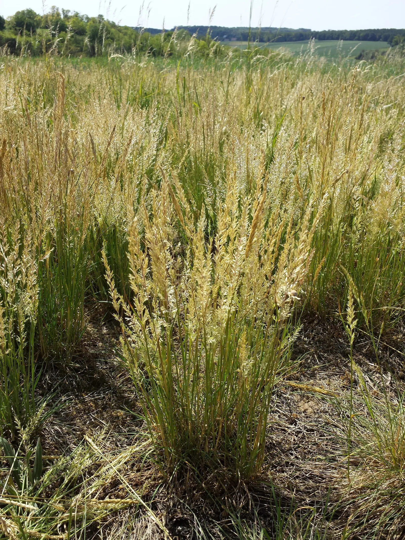 June Grass (Koeleria Macrantha) — With minimal upkeep, June Grass can be a durable and elegant addition to any green space; it typically grows 1-2 feet tall