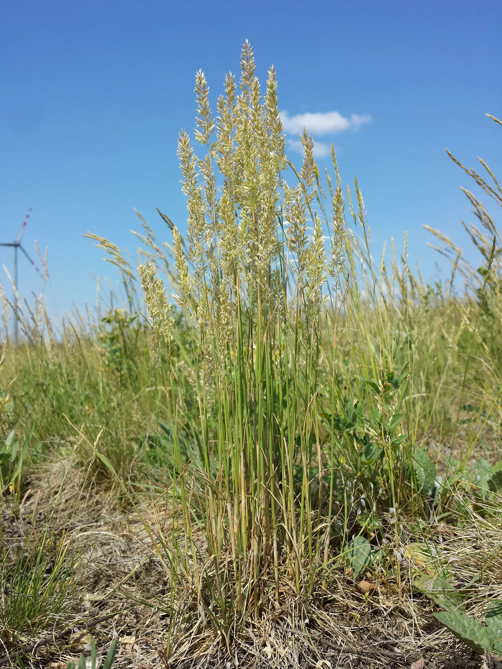 June Grass (Koeleria Macrantha) — It typically grows 1-2 feet tall with airy, silver-green inflorescences in early summer; known for its, image 54