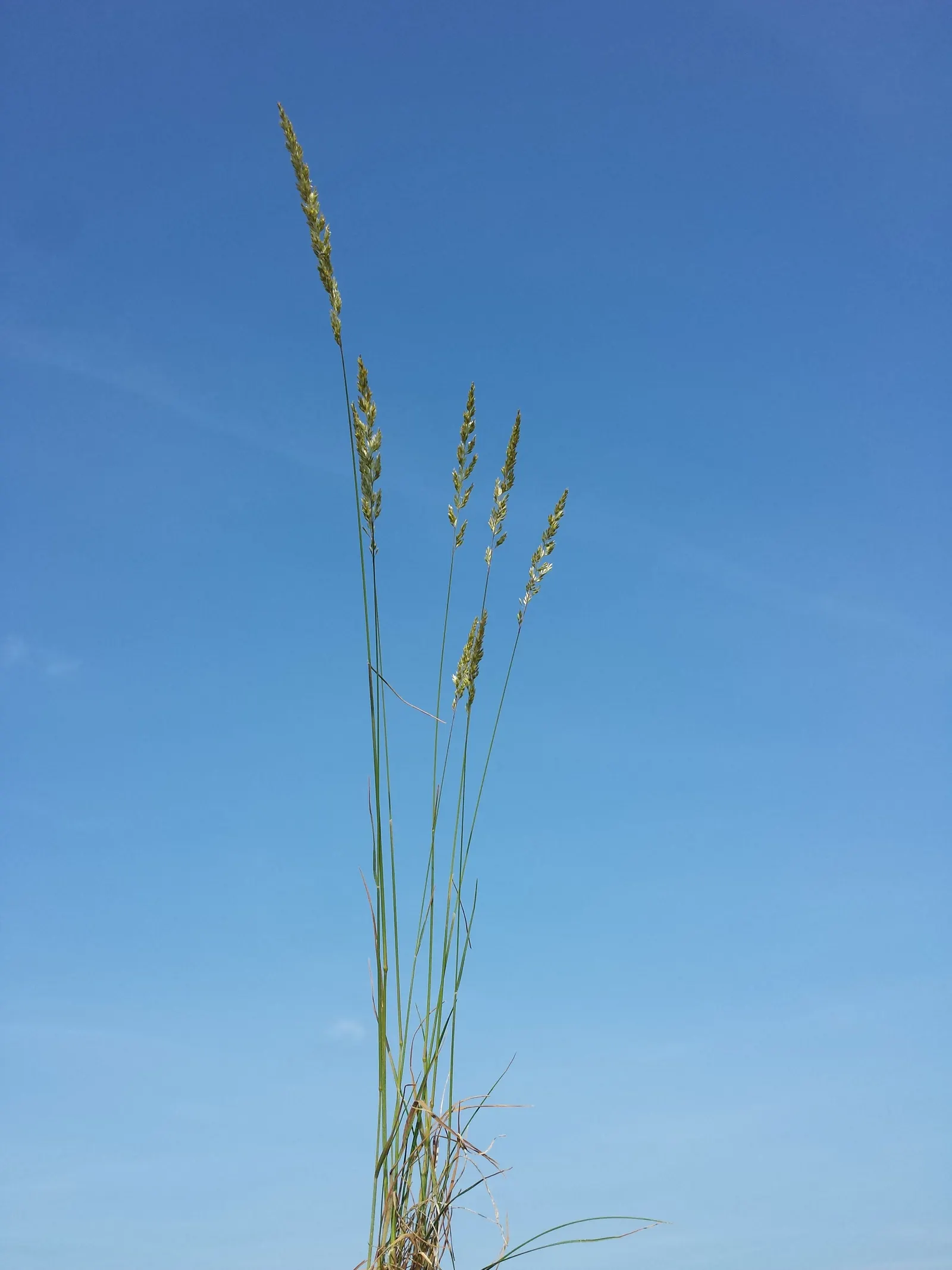 June Grass (Koeleria Macrantha) — providing a subtle yet captivating shift in the garden's color palette