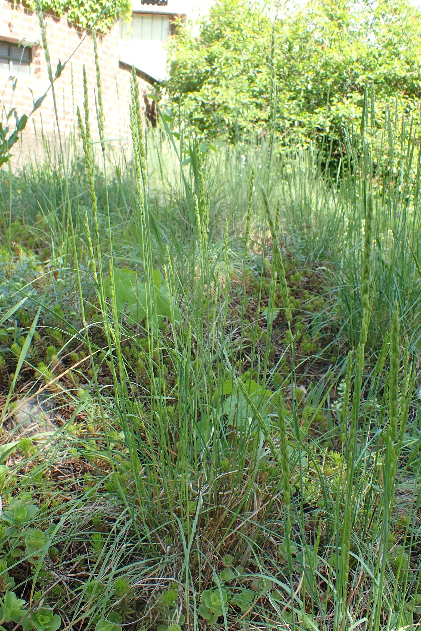June Grass (Koeleria Macrantha) — offering low maintenance and excellent ground cover; june Grass (Koeleria macrantha) is a perennial cool-season bunchgrass