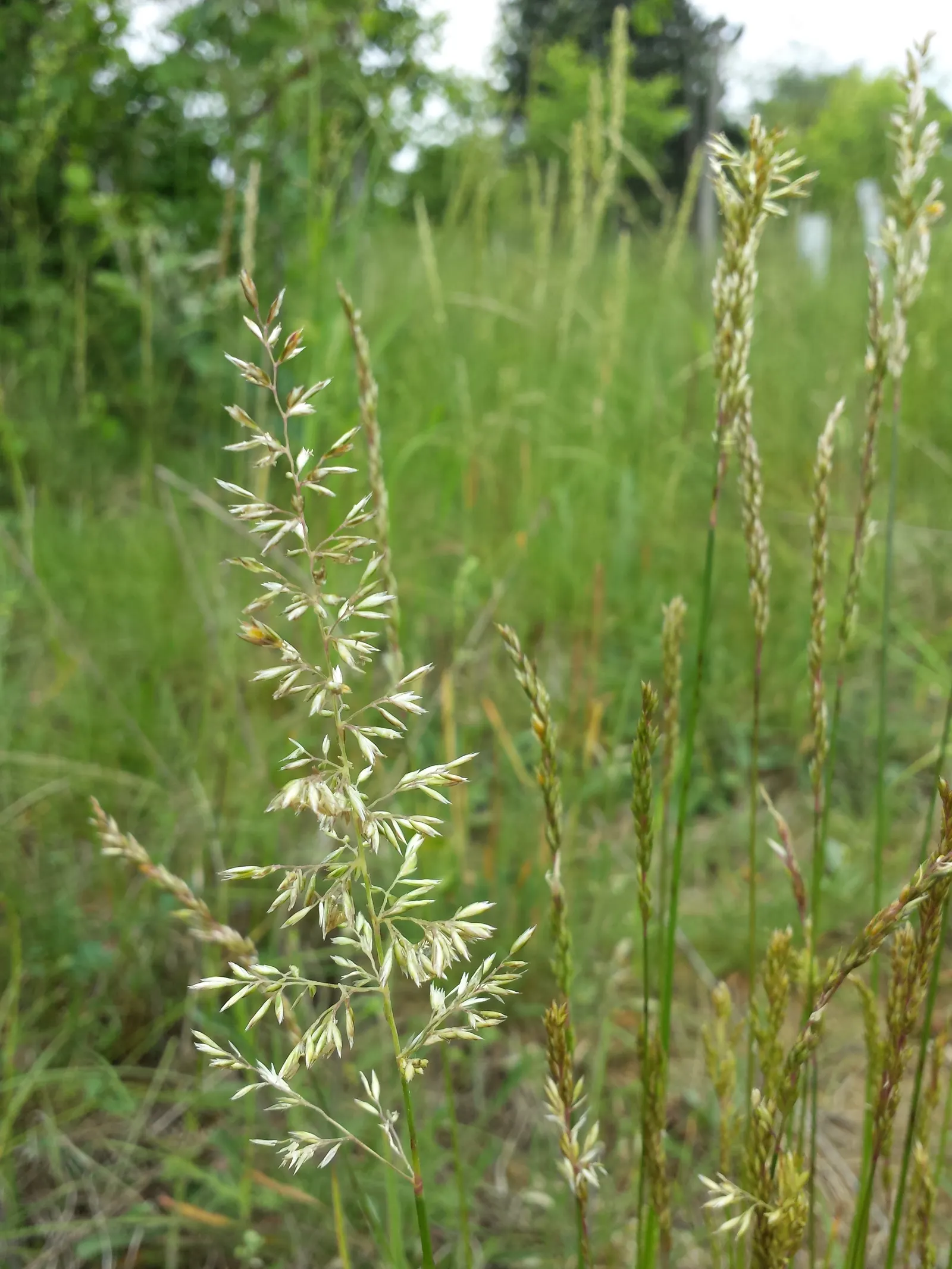 June Grass (Koeleria Macrantha) — June Grass showcases its inflorescence with airy; though it flourishes in well-drained soils