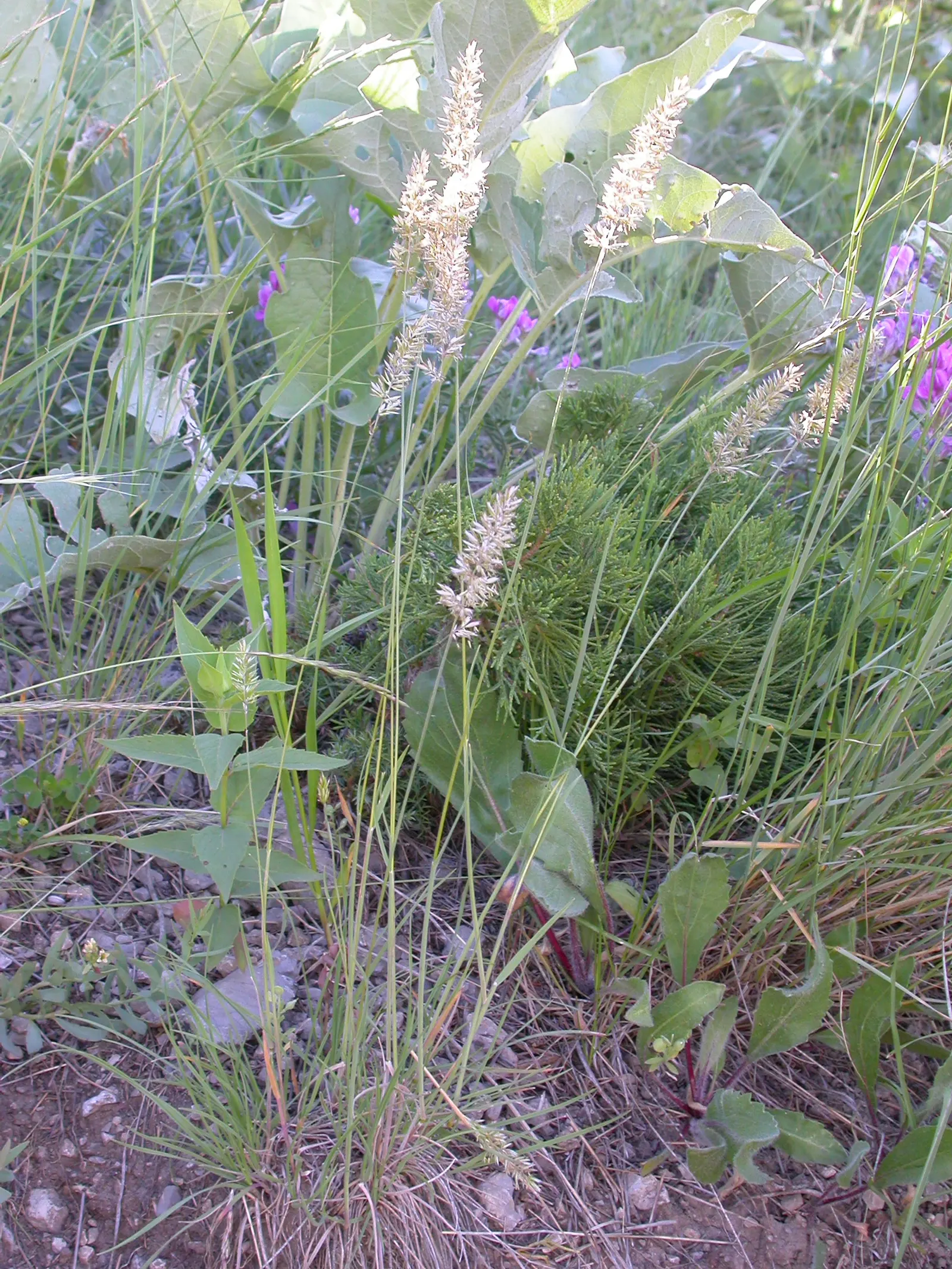 June Grass (Koeleria Macrantha) — it's drought-resistant once established