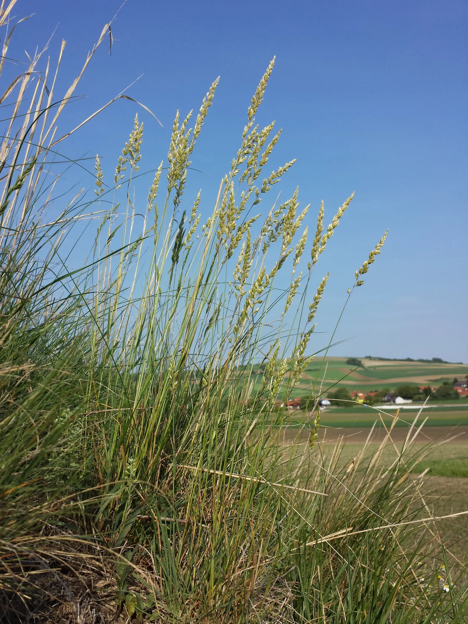 June Grass (Koeleria Macrantha) — The silvery-green leaves transition to a golden hue in fall