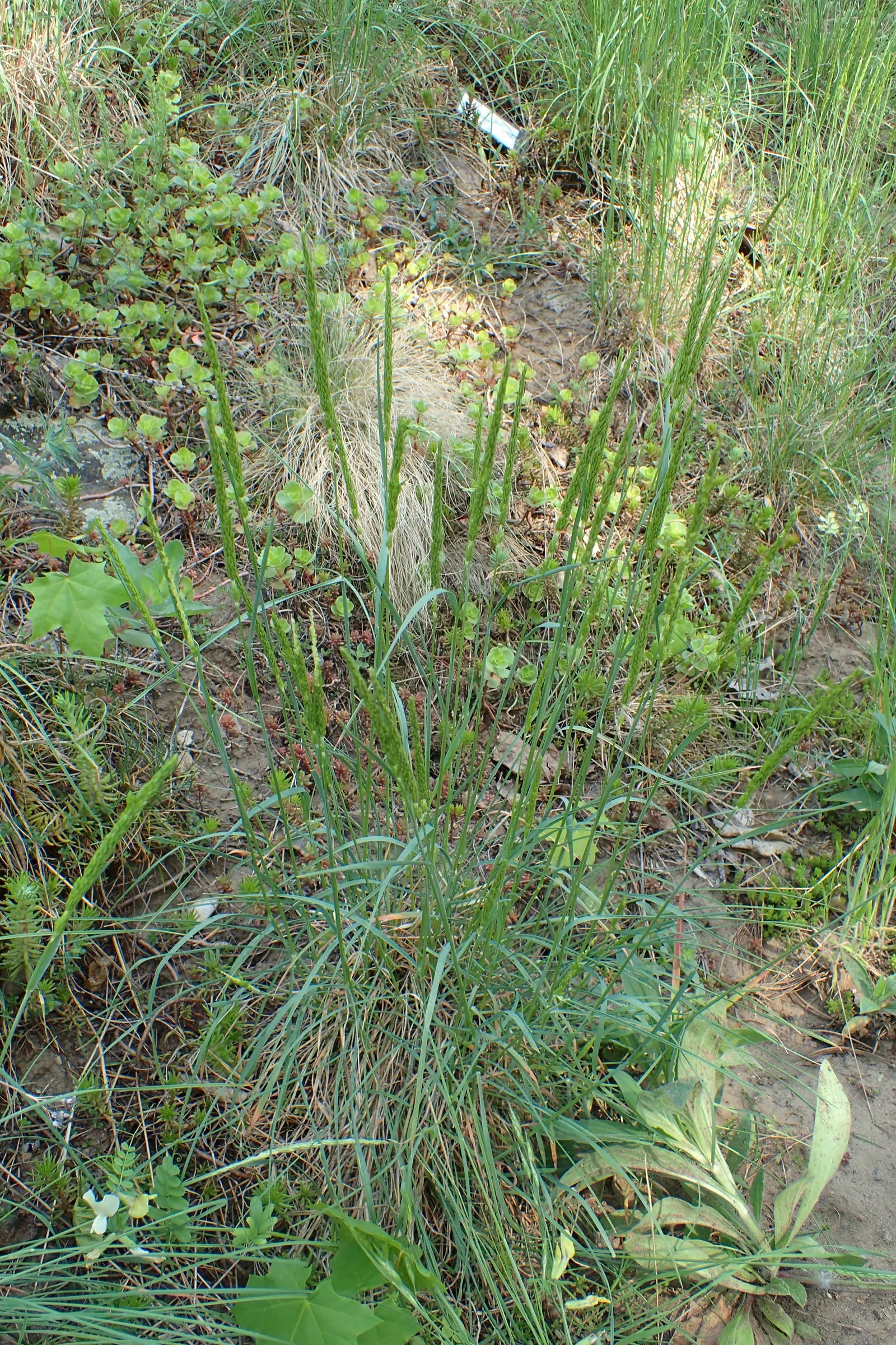 June Grass (Koeleria Macrantha) — it prefers full sun and tolerates a range of soil types; grass with green blooms